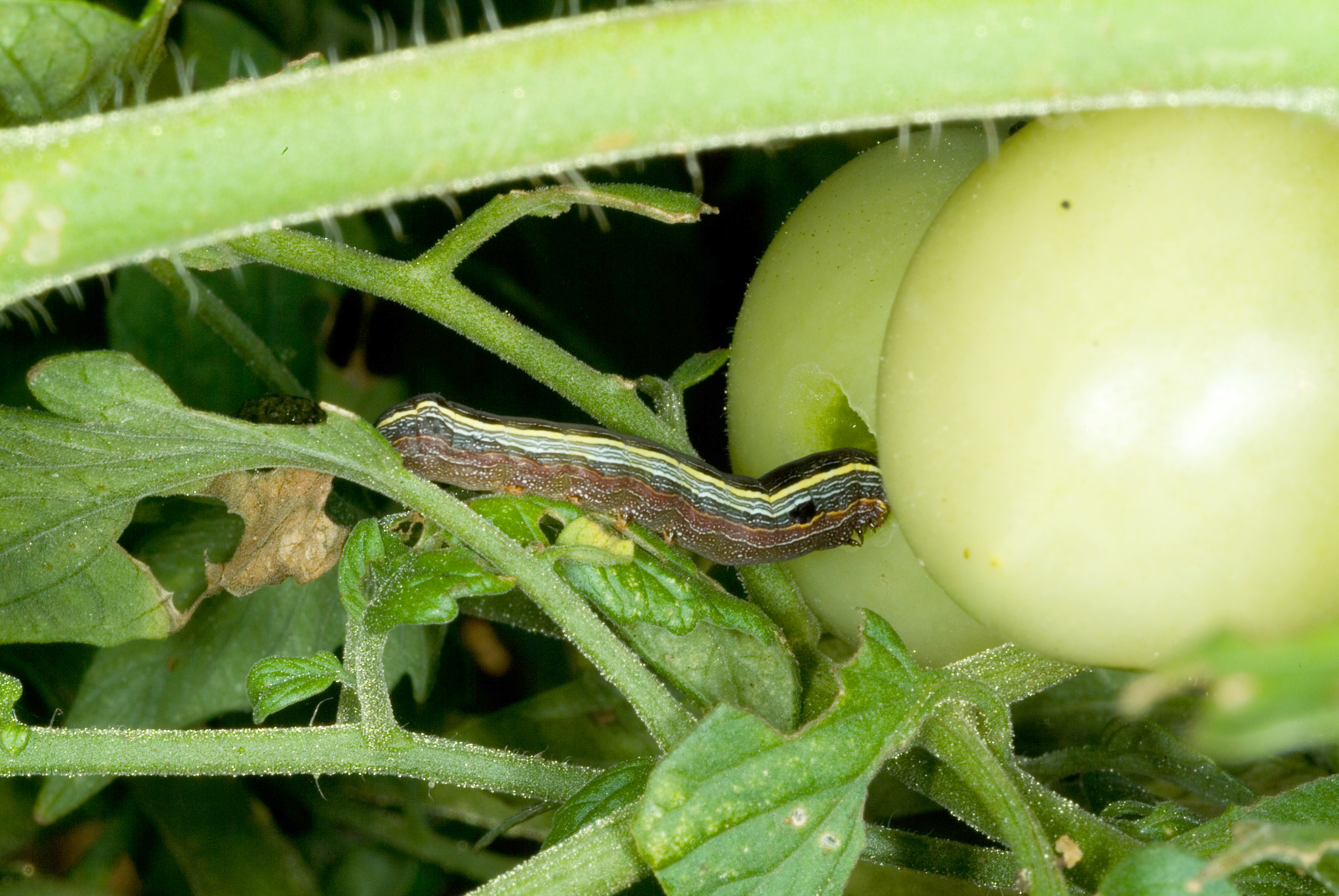 Yellow striped armyworm damaging tomato fruit.