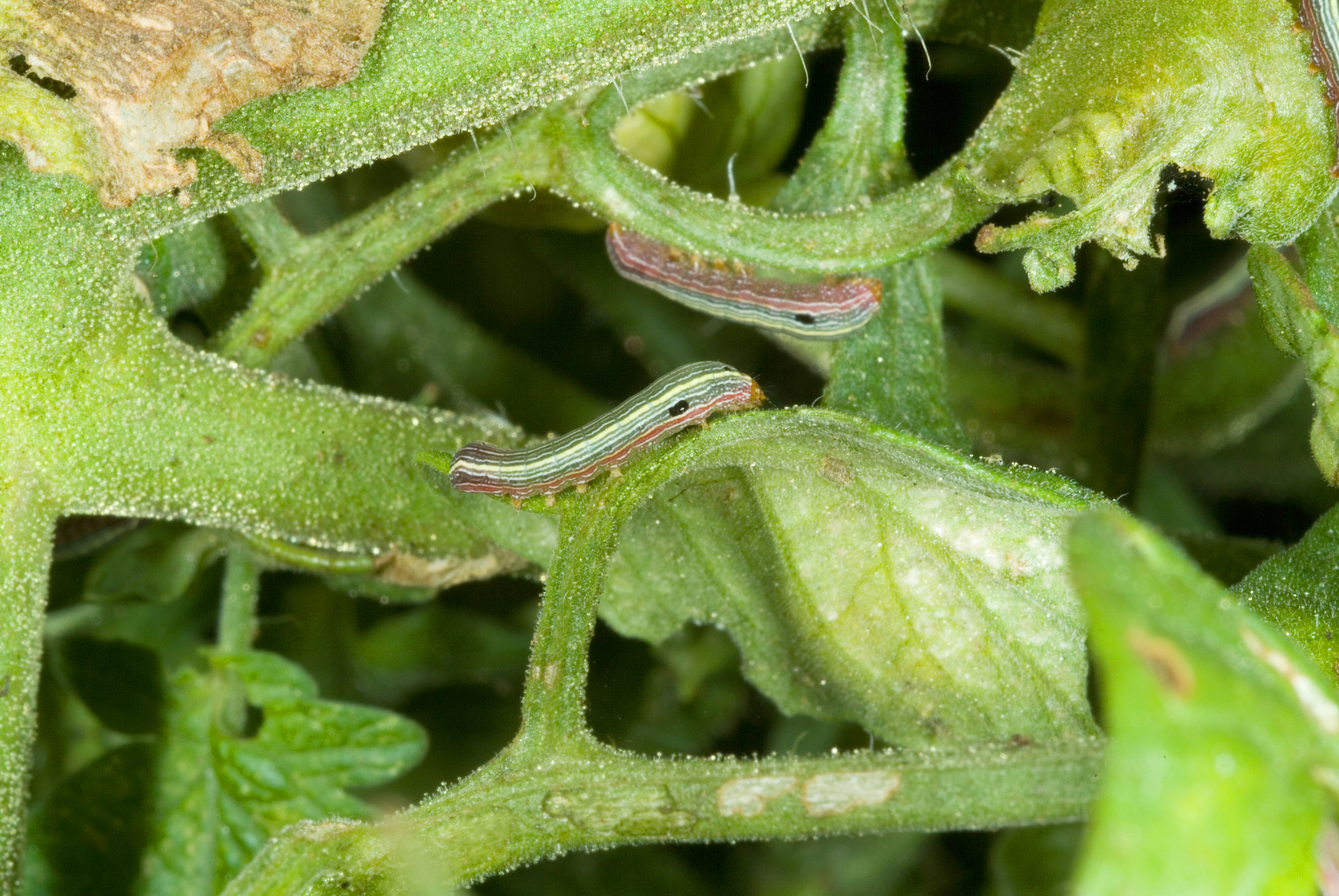 Yellow striped armyworm small larvae on tomato foliage.