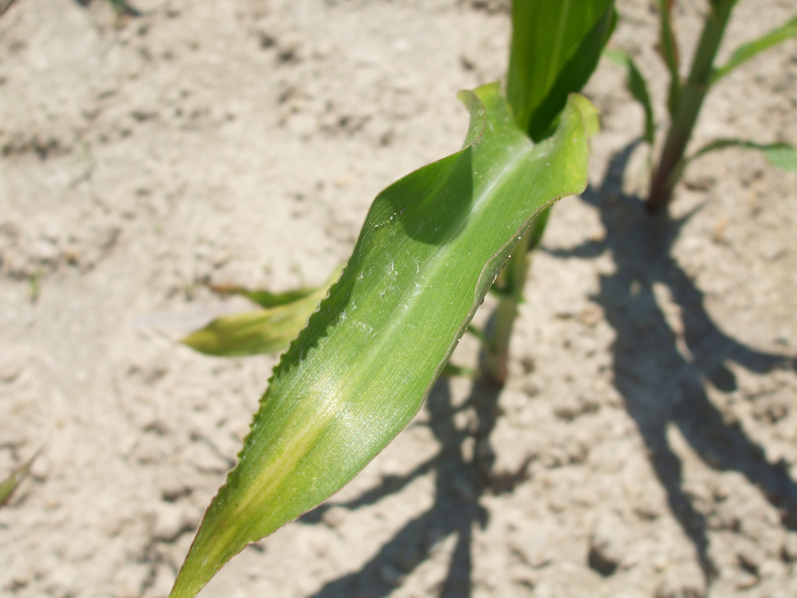 Nitrogen deficiency