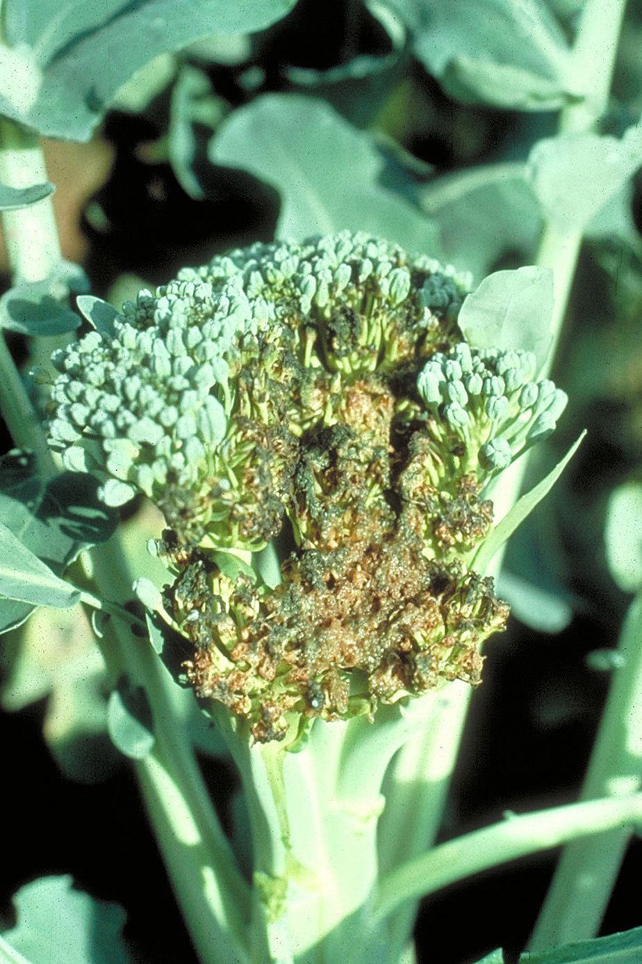 Bacterial soft rot