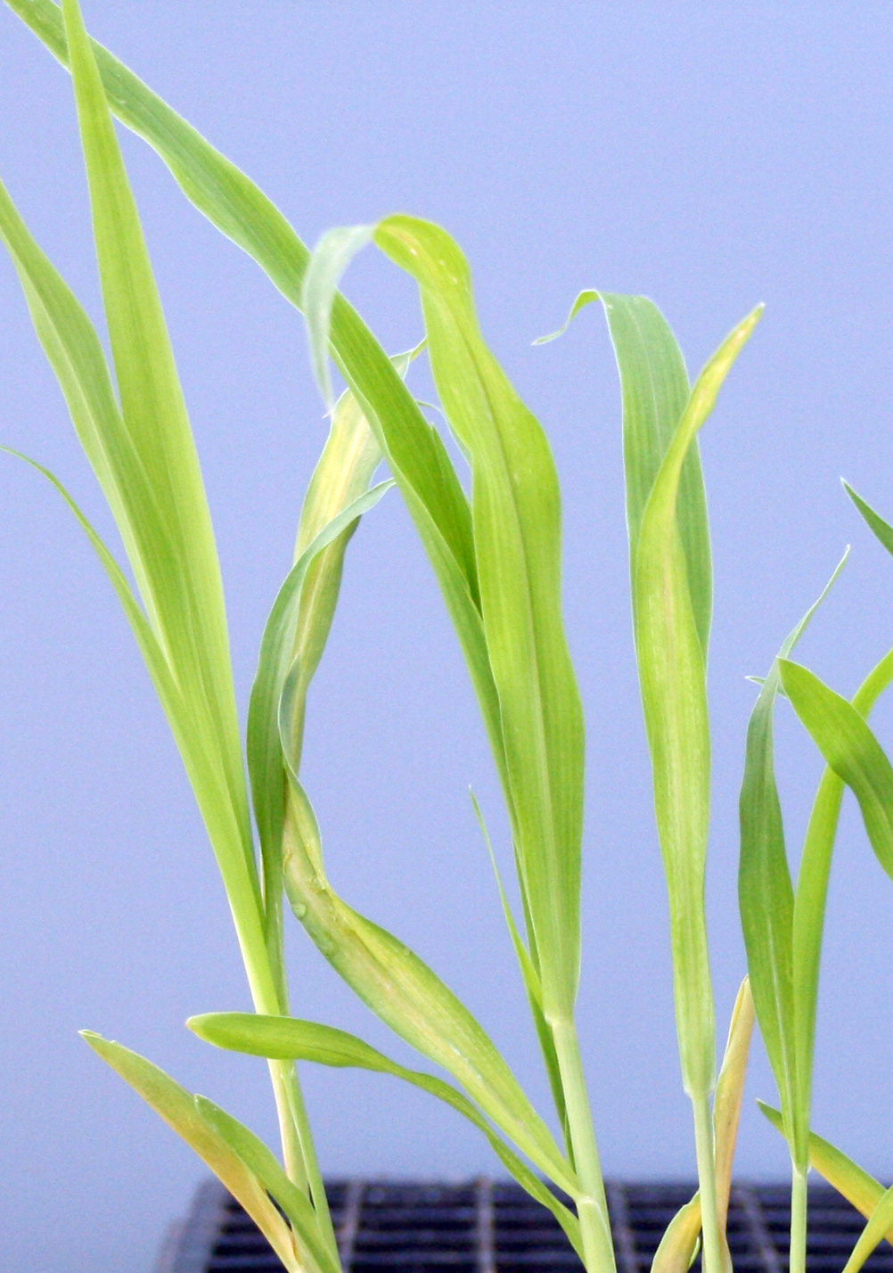 Seedling symptoms of nitrogen deficiency