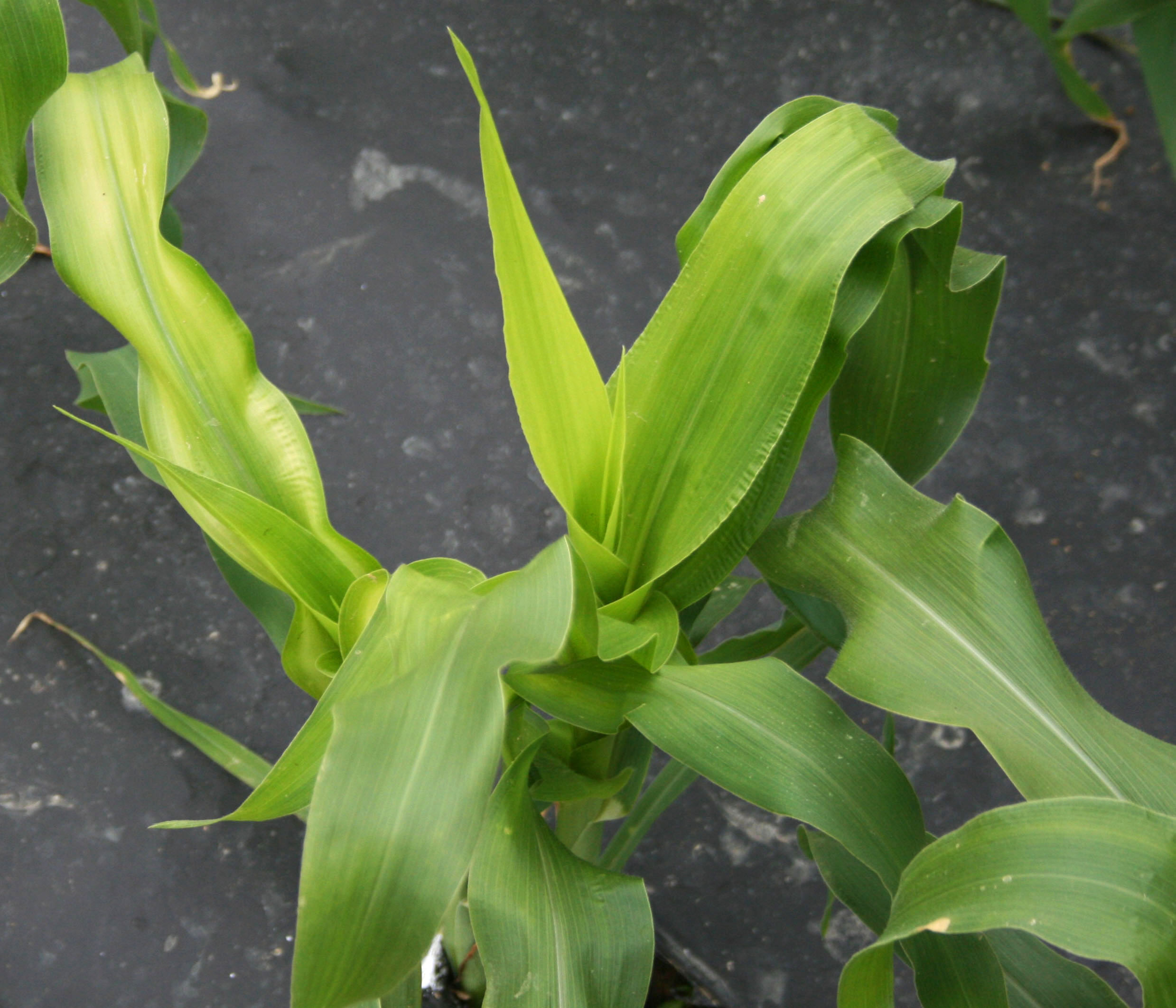 Whole plant symptoms of zinc deficiency