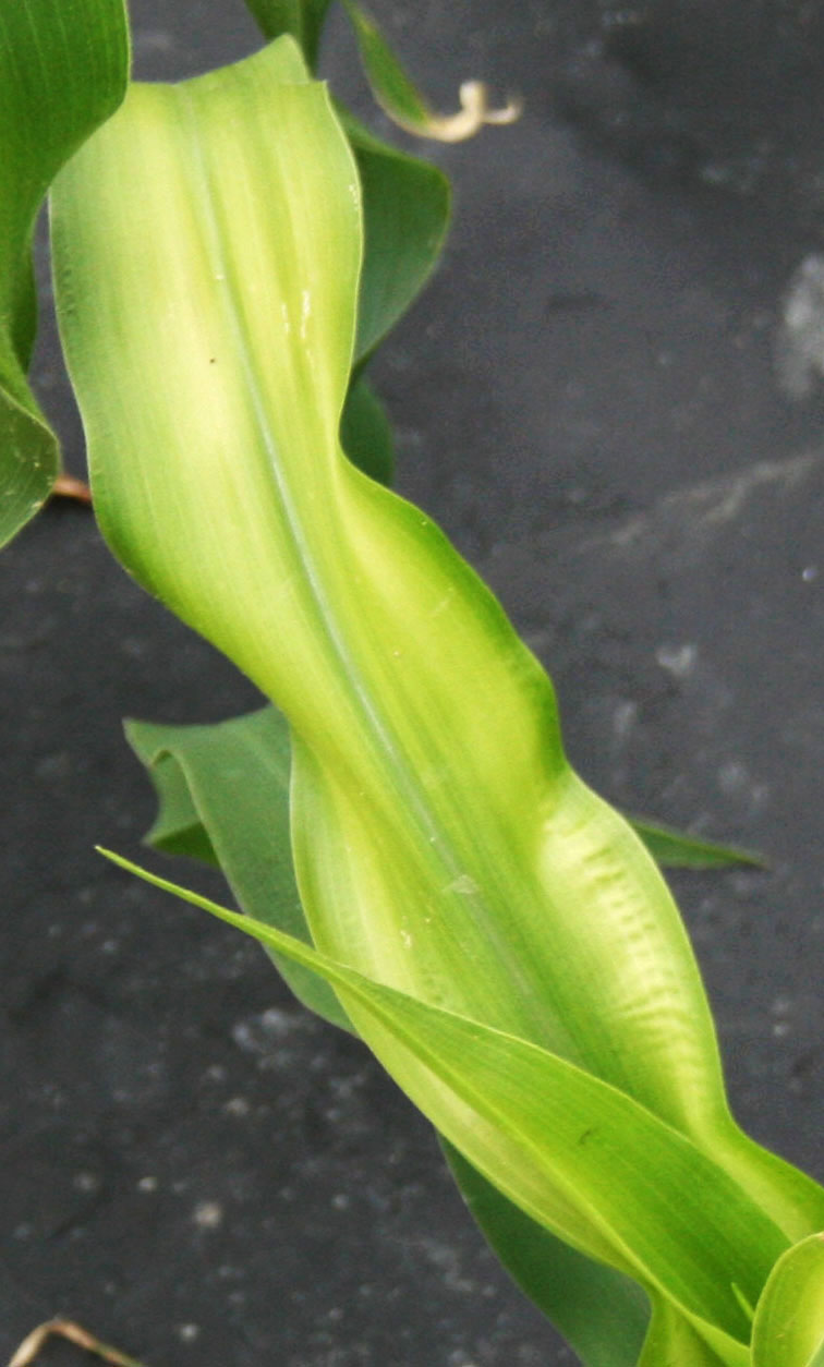 Zinc deficiency