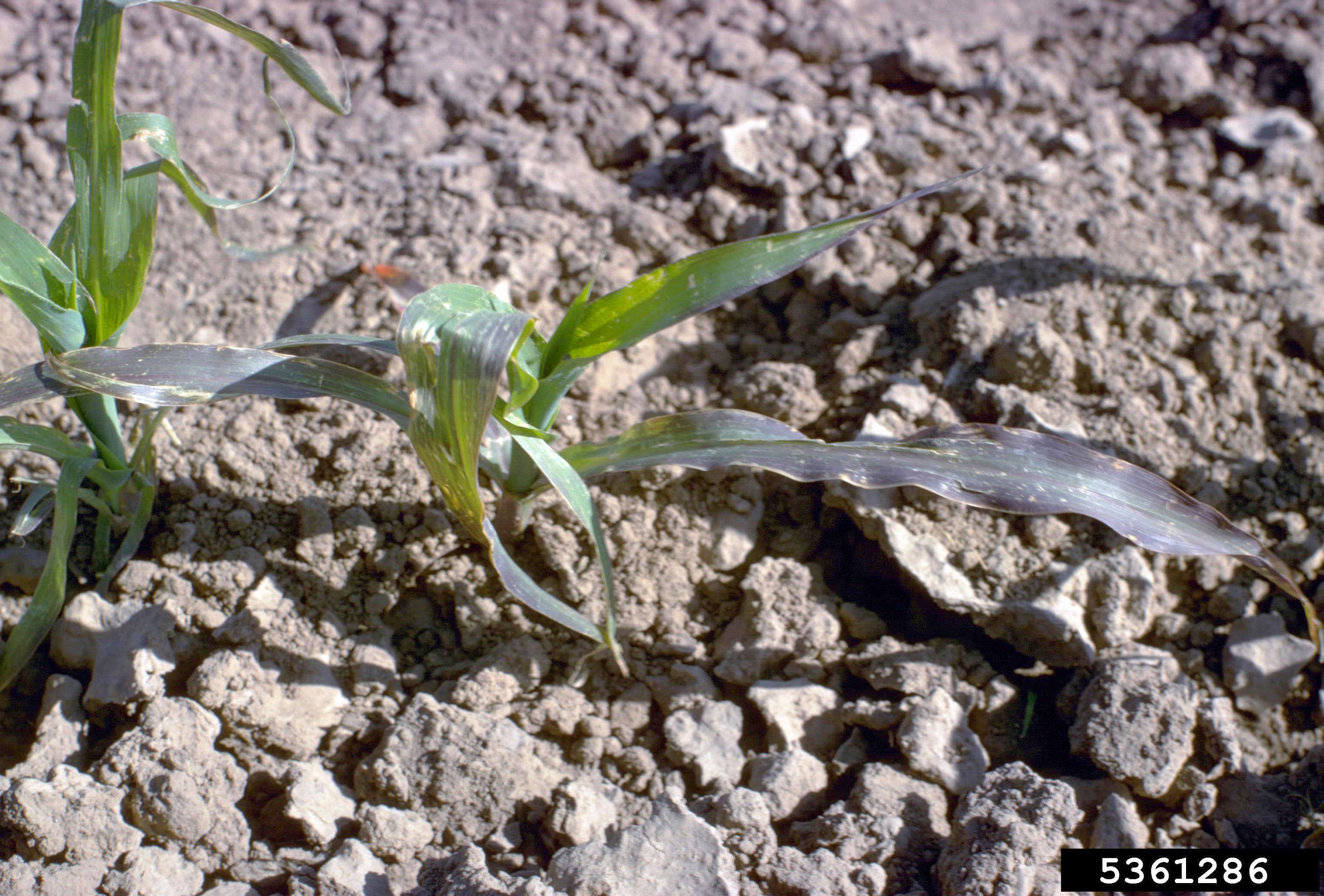 Phosphorous deficiency