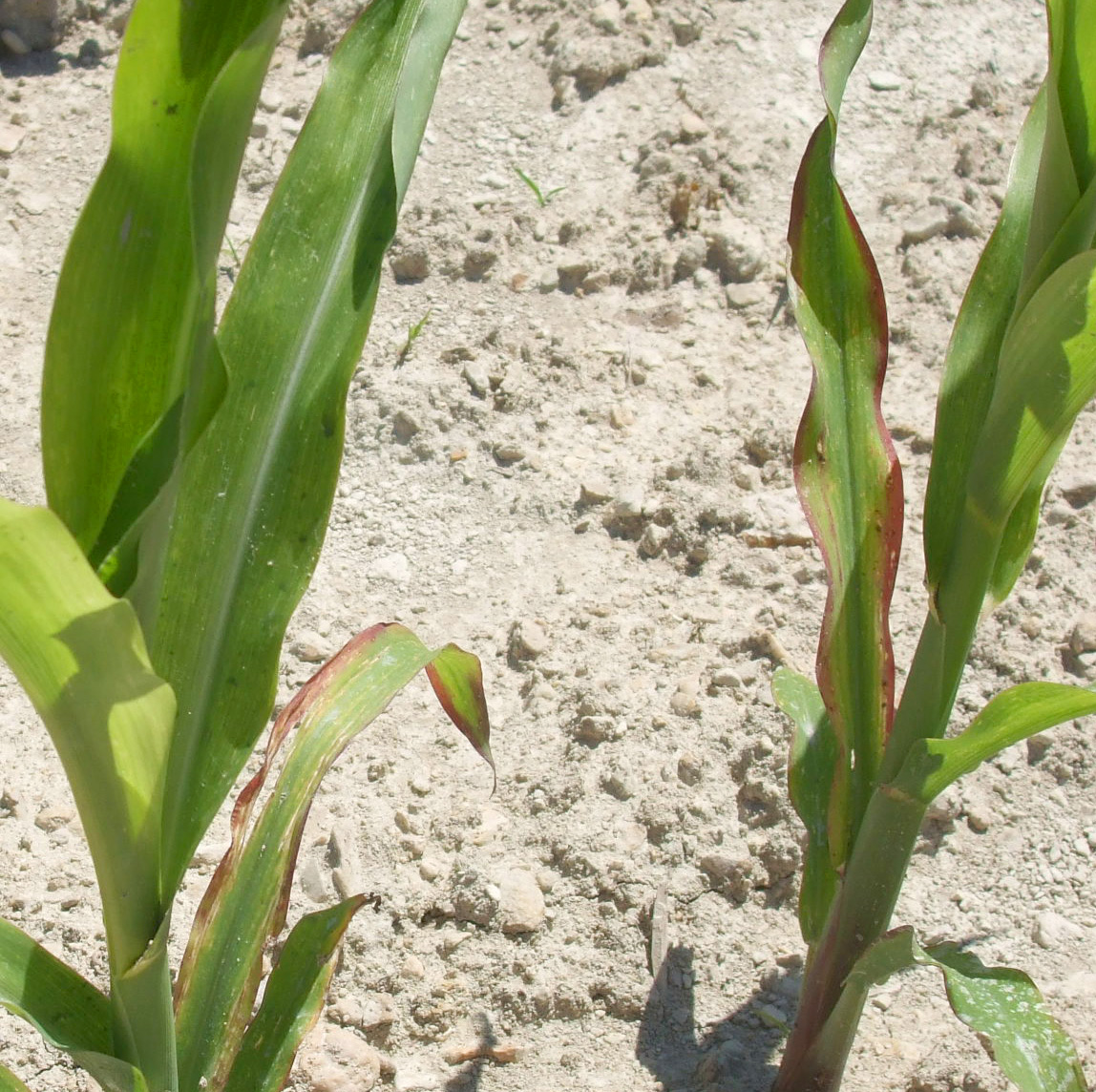 Phosphorous deficiency