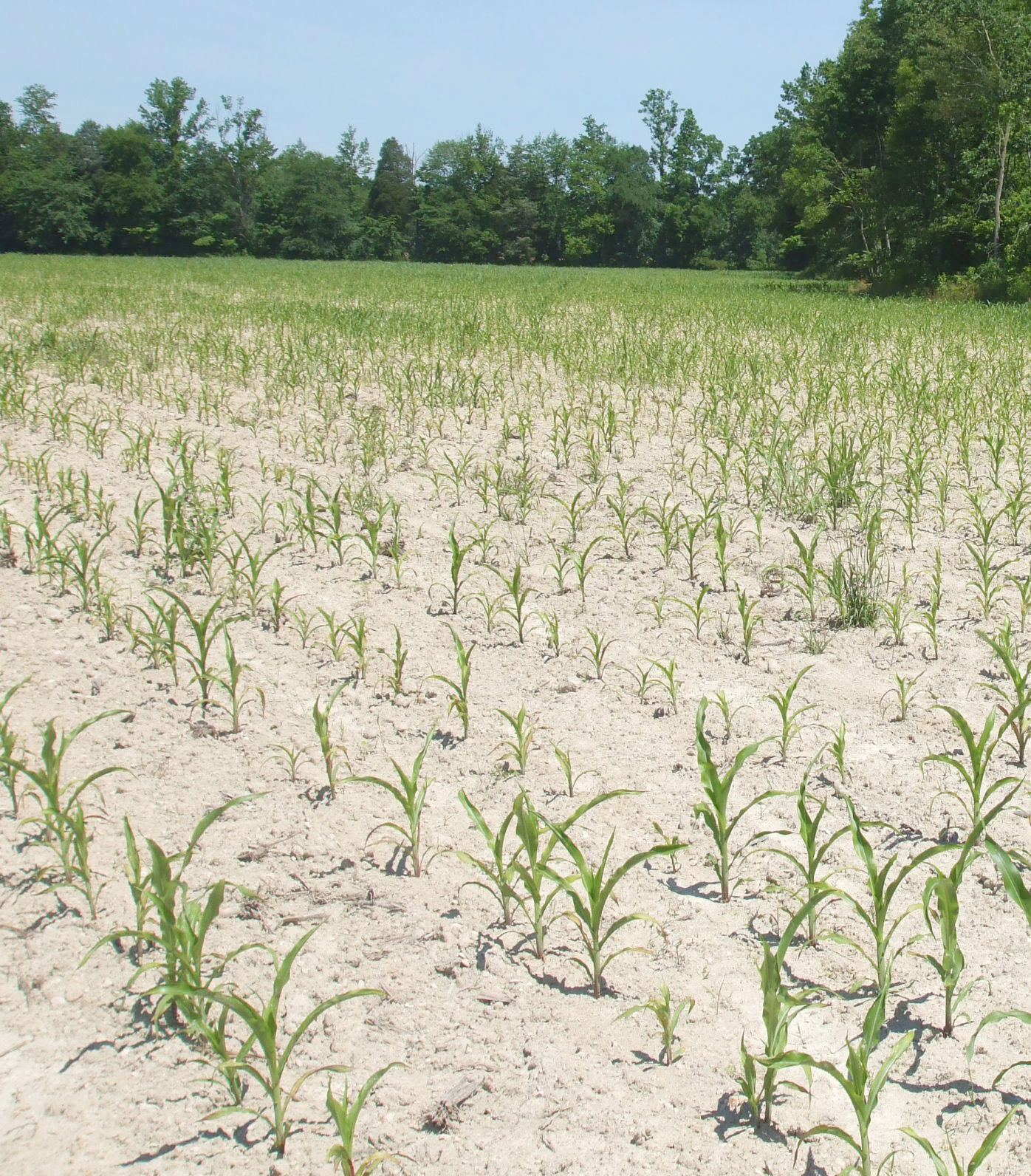 Uneven plant stands due to soil compaction
