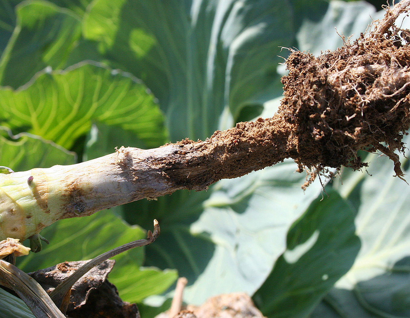 Phytophthora root rot