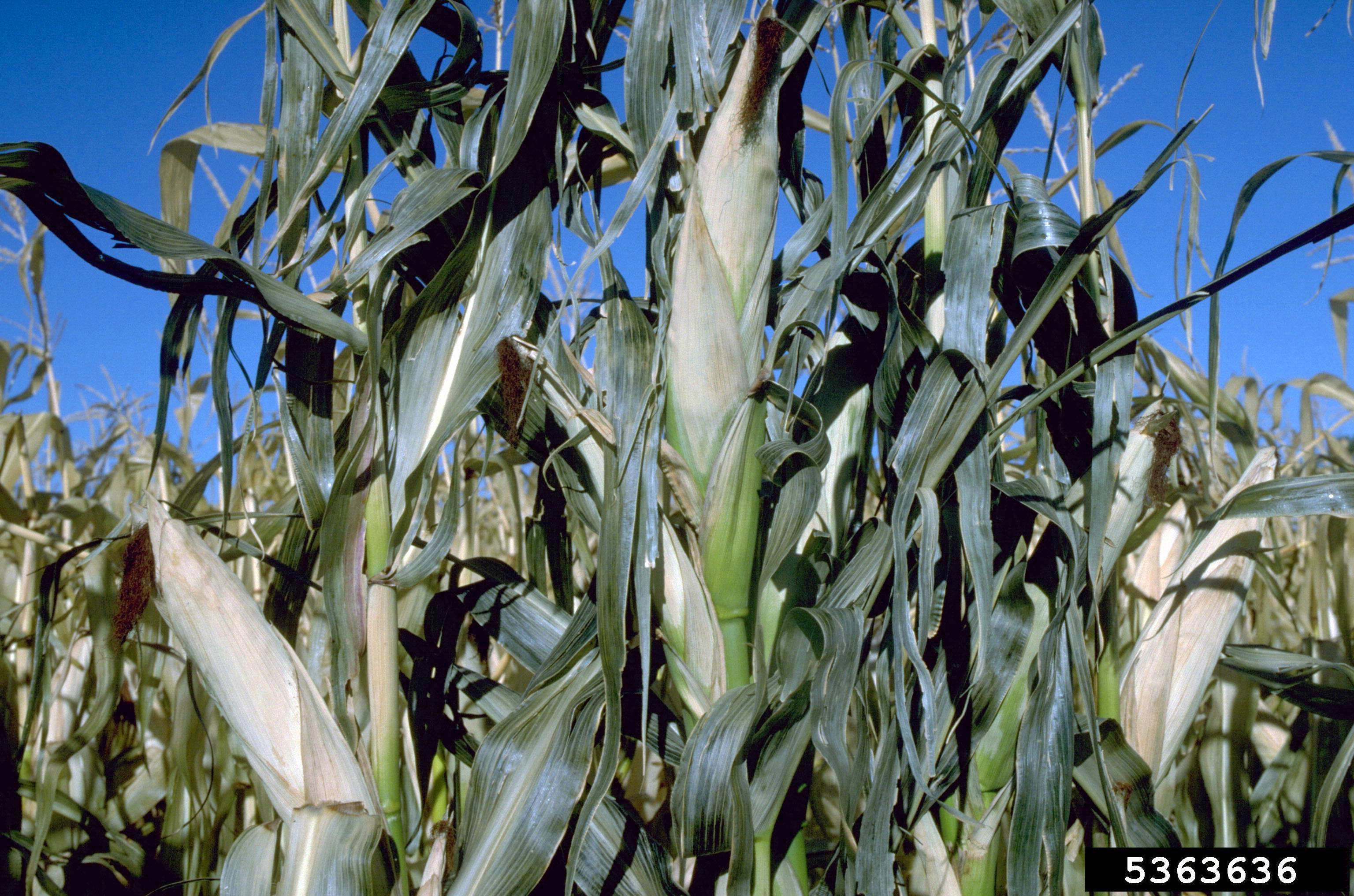 Frost damage
