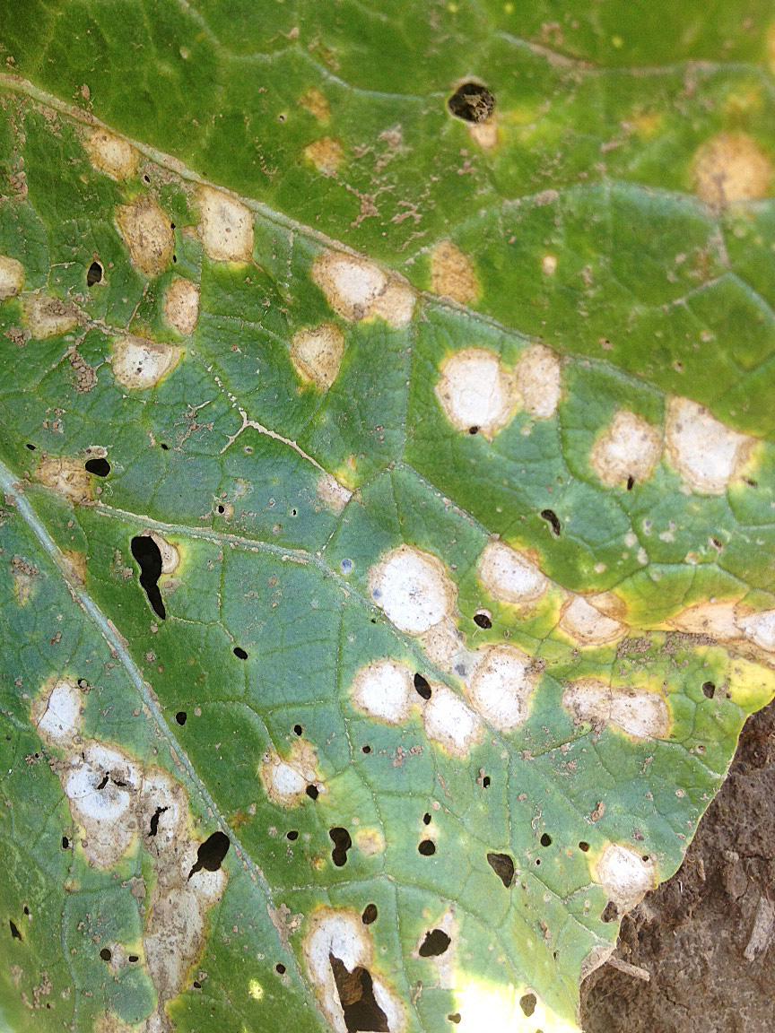 White leaf spot