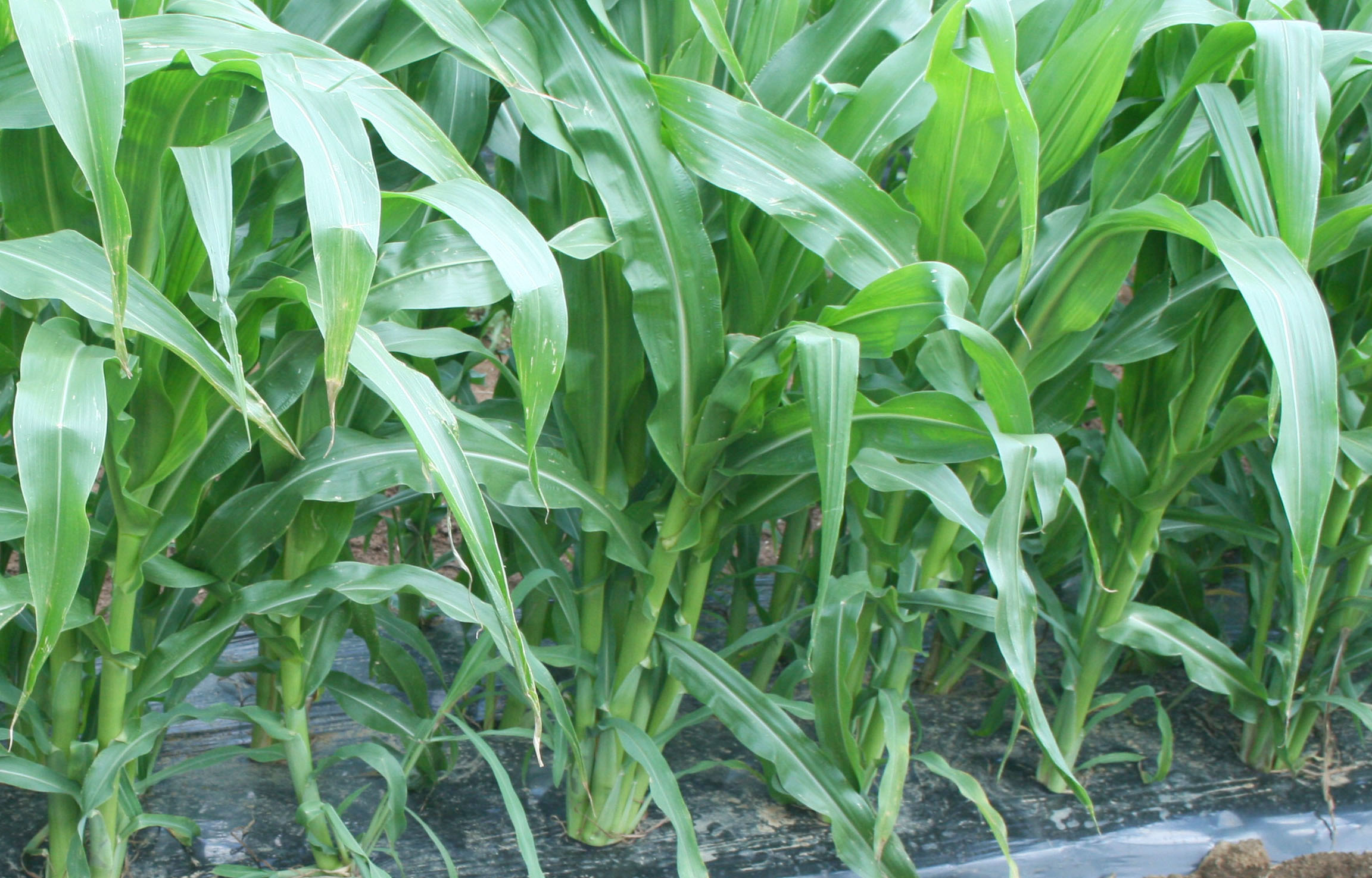 Tillering/suckering