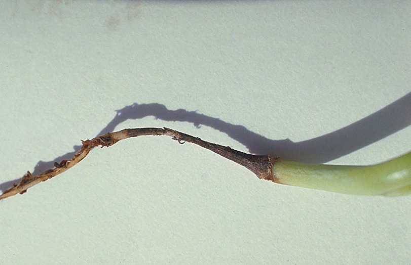 Wirestem on cabbage