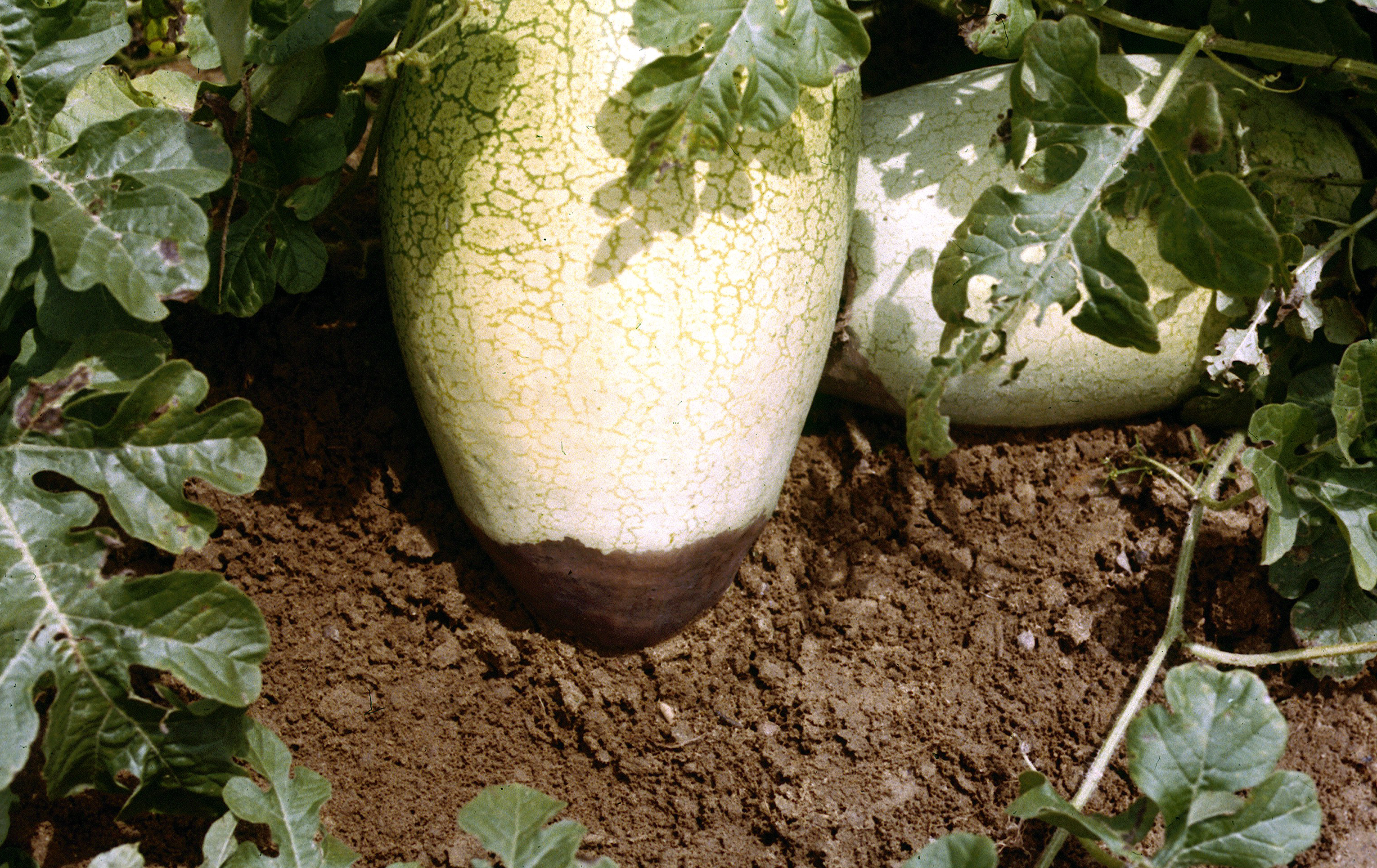 Blossom end rot on watermelon fruit.