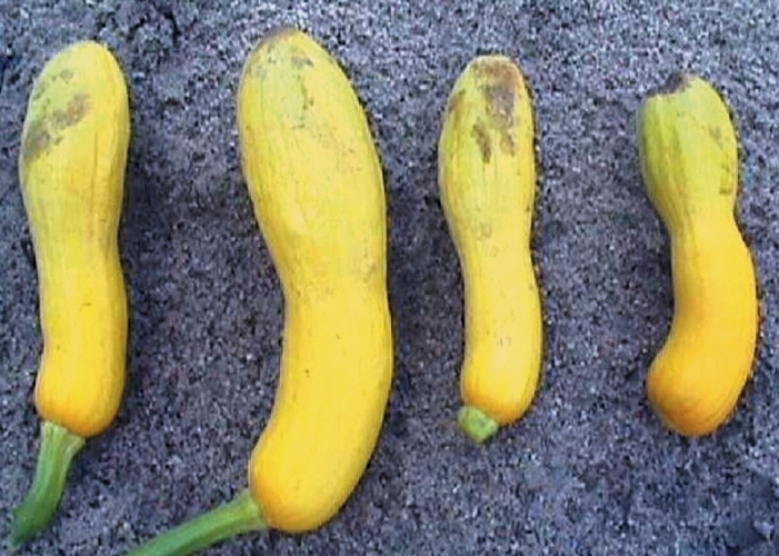 Poorly pollinated yellow squash.