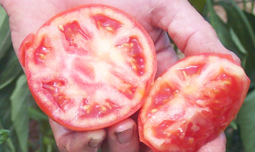 White core in tomato.
