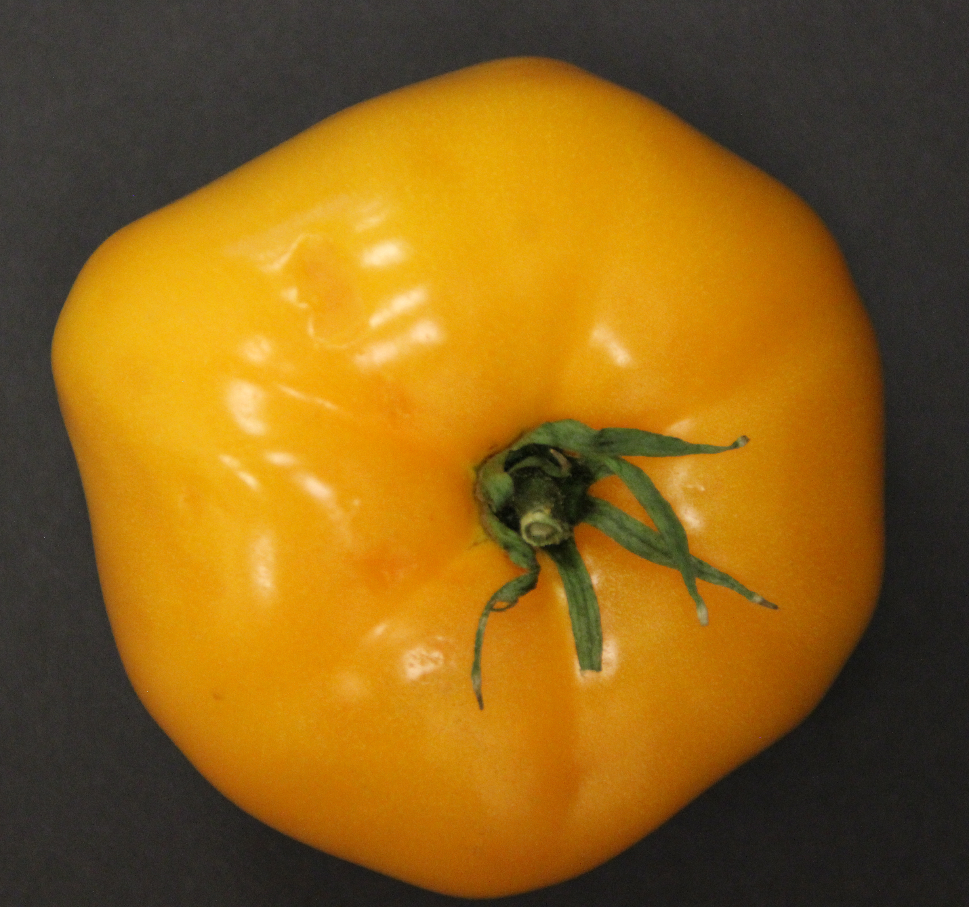 Puffiness of tomato fruit external symptoms.