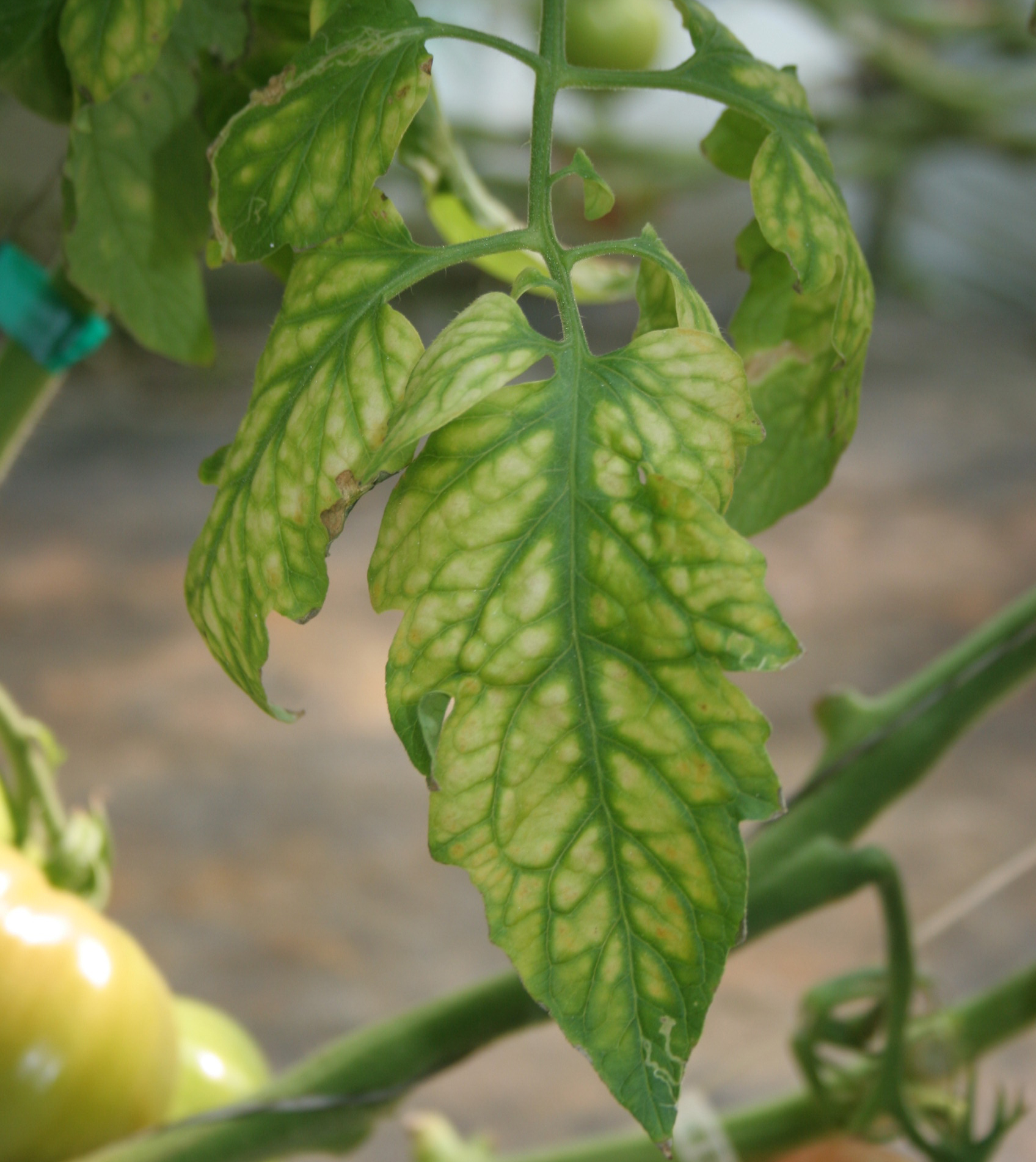 Magnesium deficiency shown on tomato leaves.