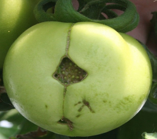 Zipper scar on green tomato fruit.