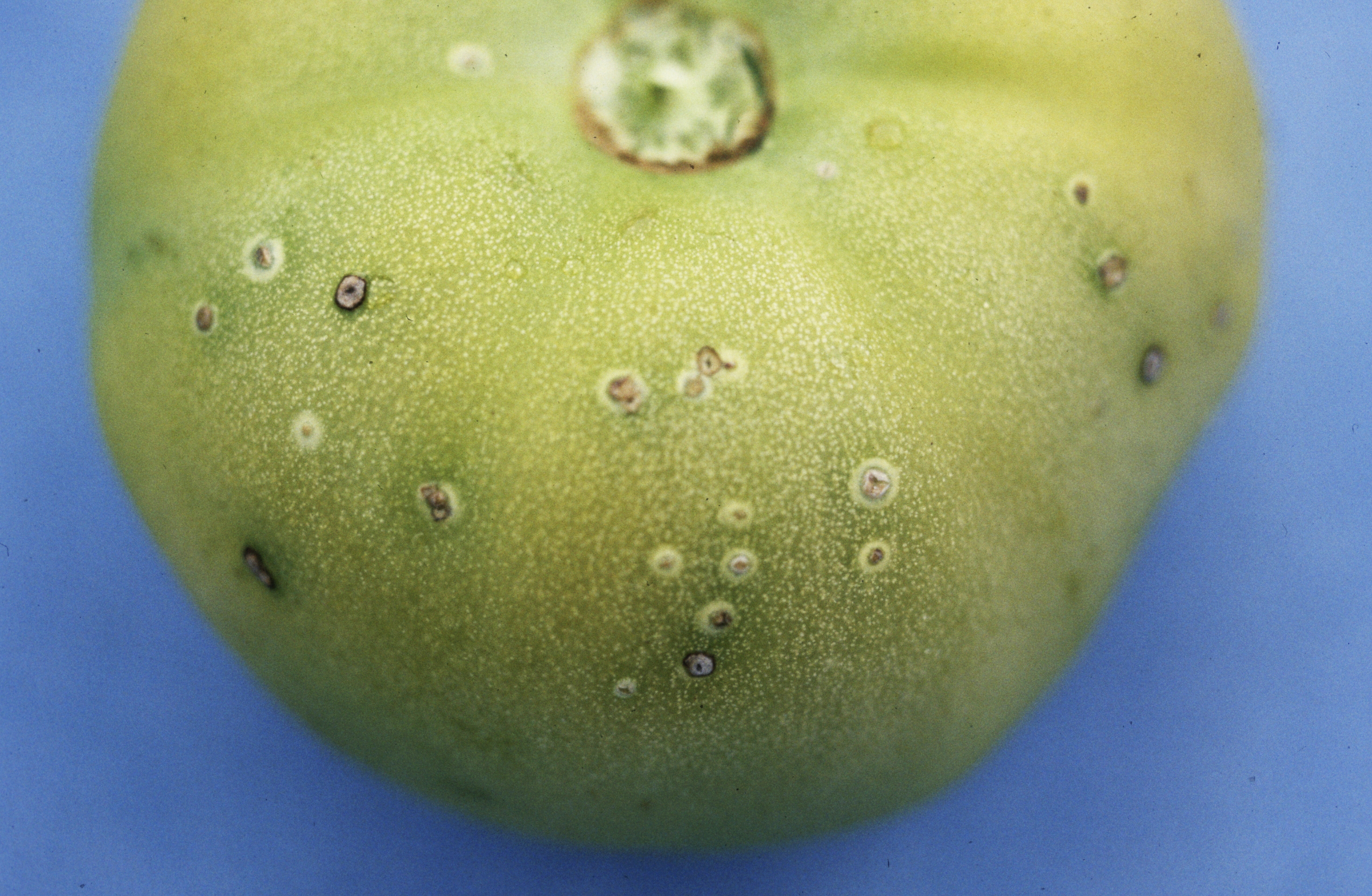 Bacterial canker causing fruit spotting.