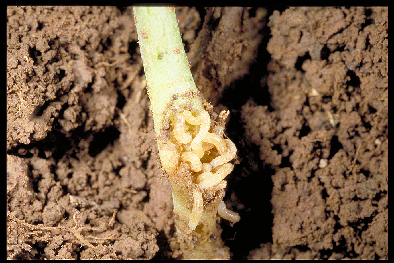 Cabbage and seedcorn maggots