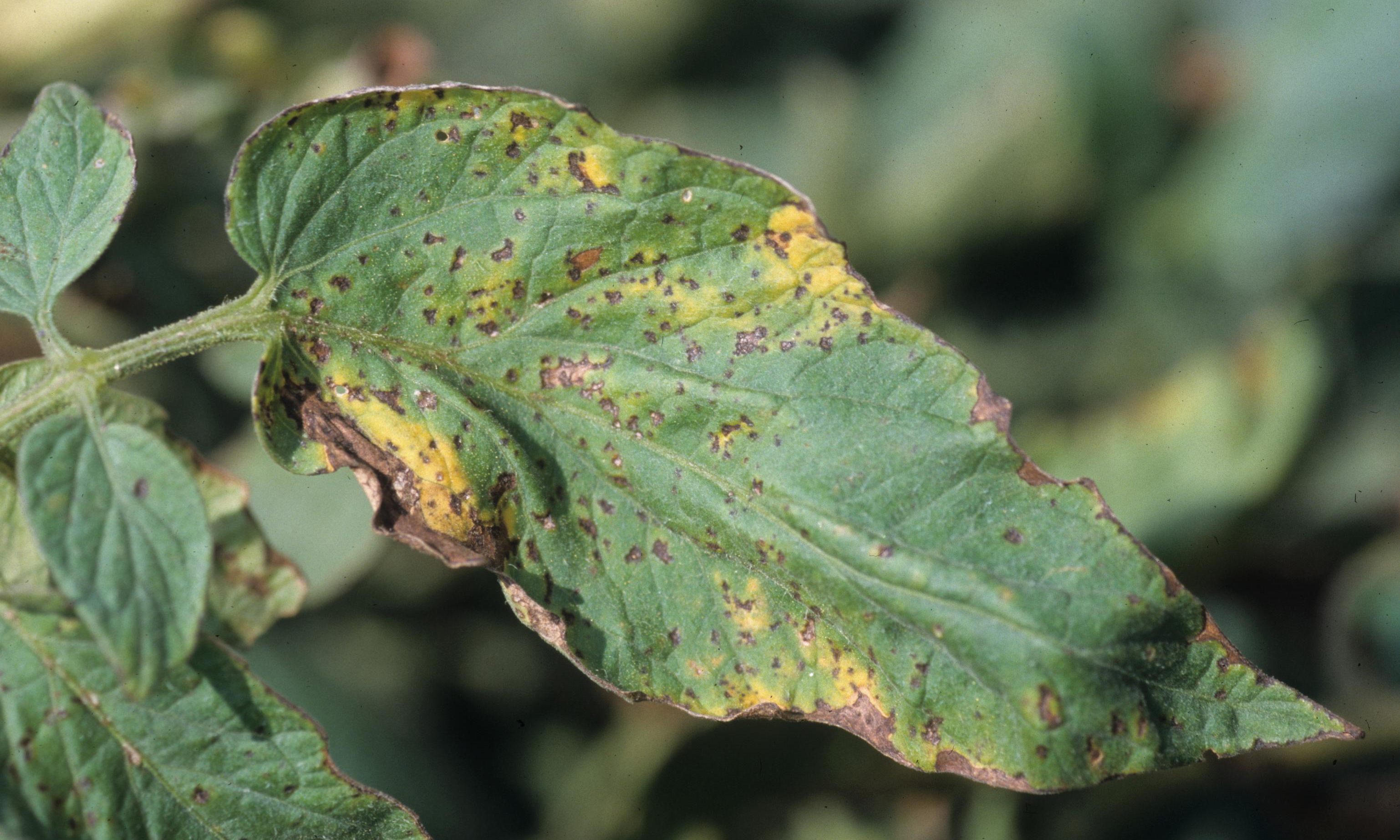 Bacterial speck on tomato foliage.