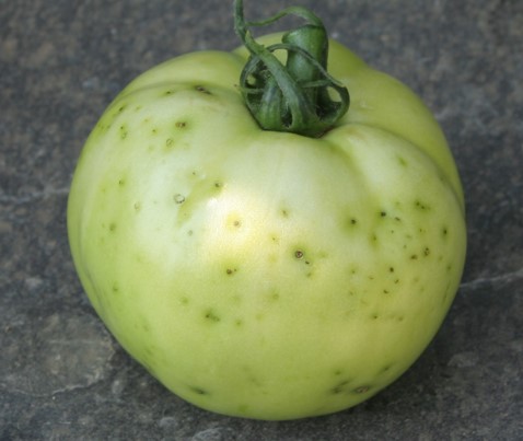 Bacterial speck on tomato fruit.