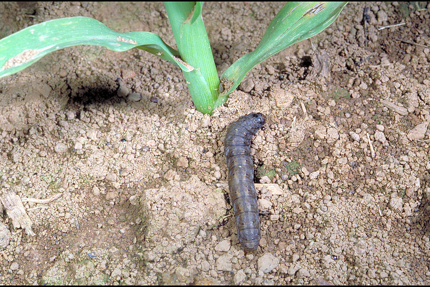 Black cutworms