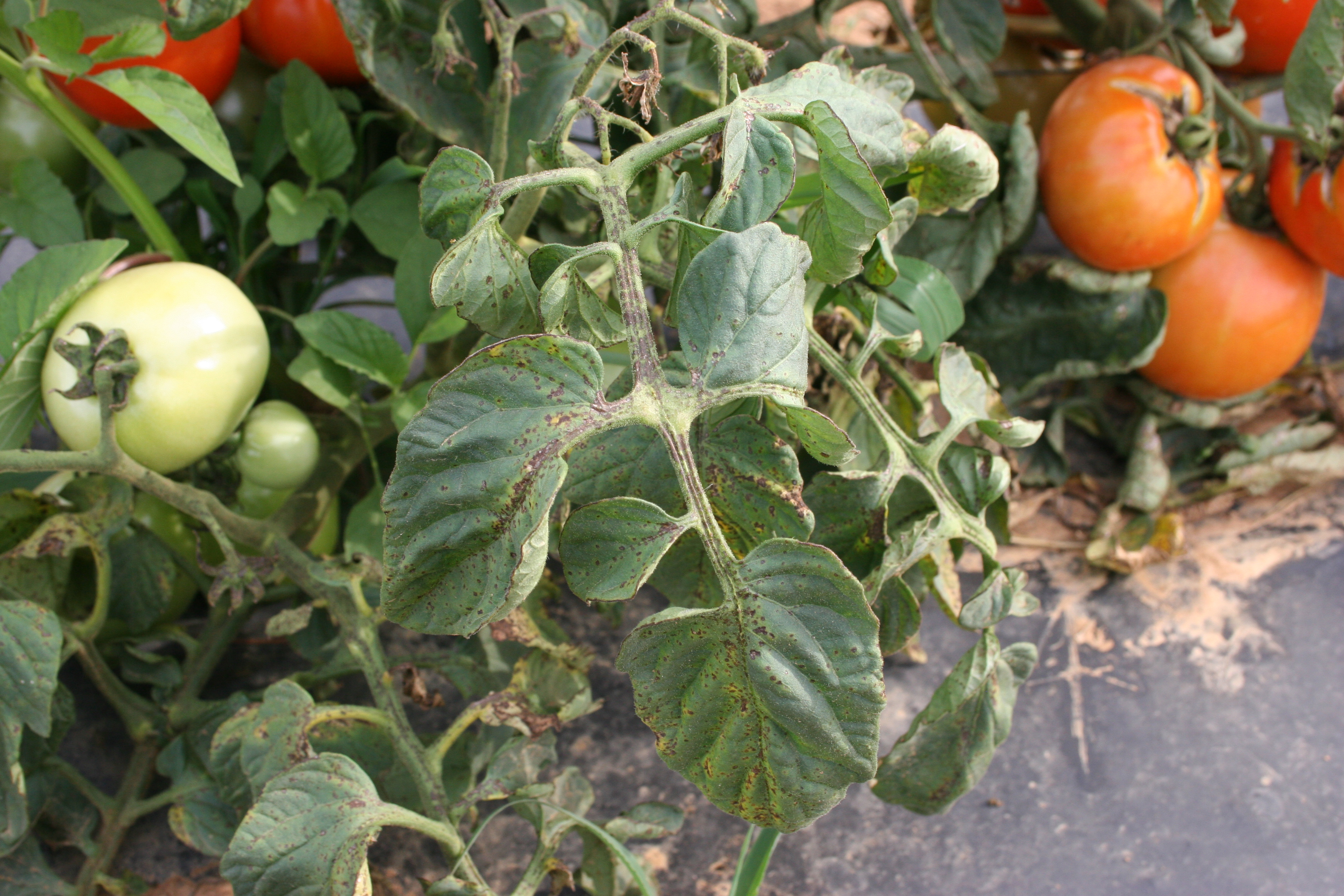 Bacterial spot on tomato foliage.