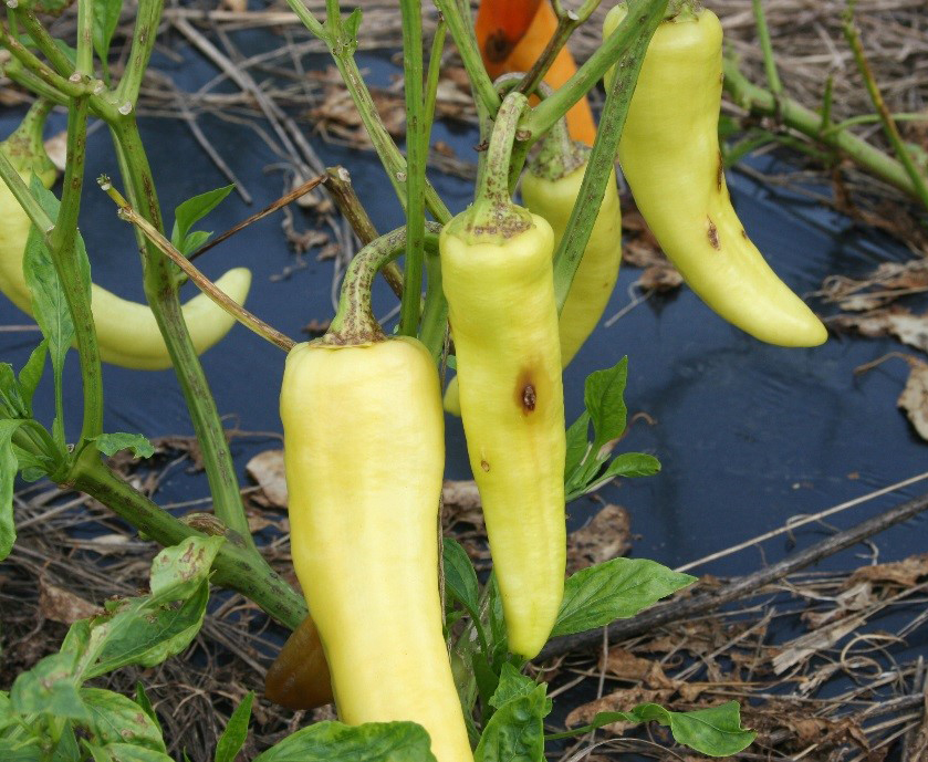 Bacterial spot on banana pepper fruit.