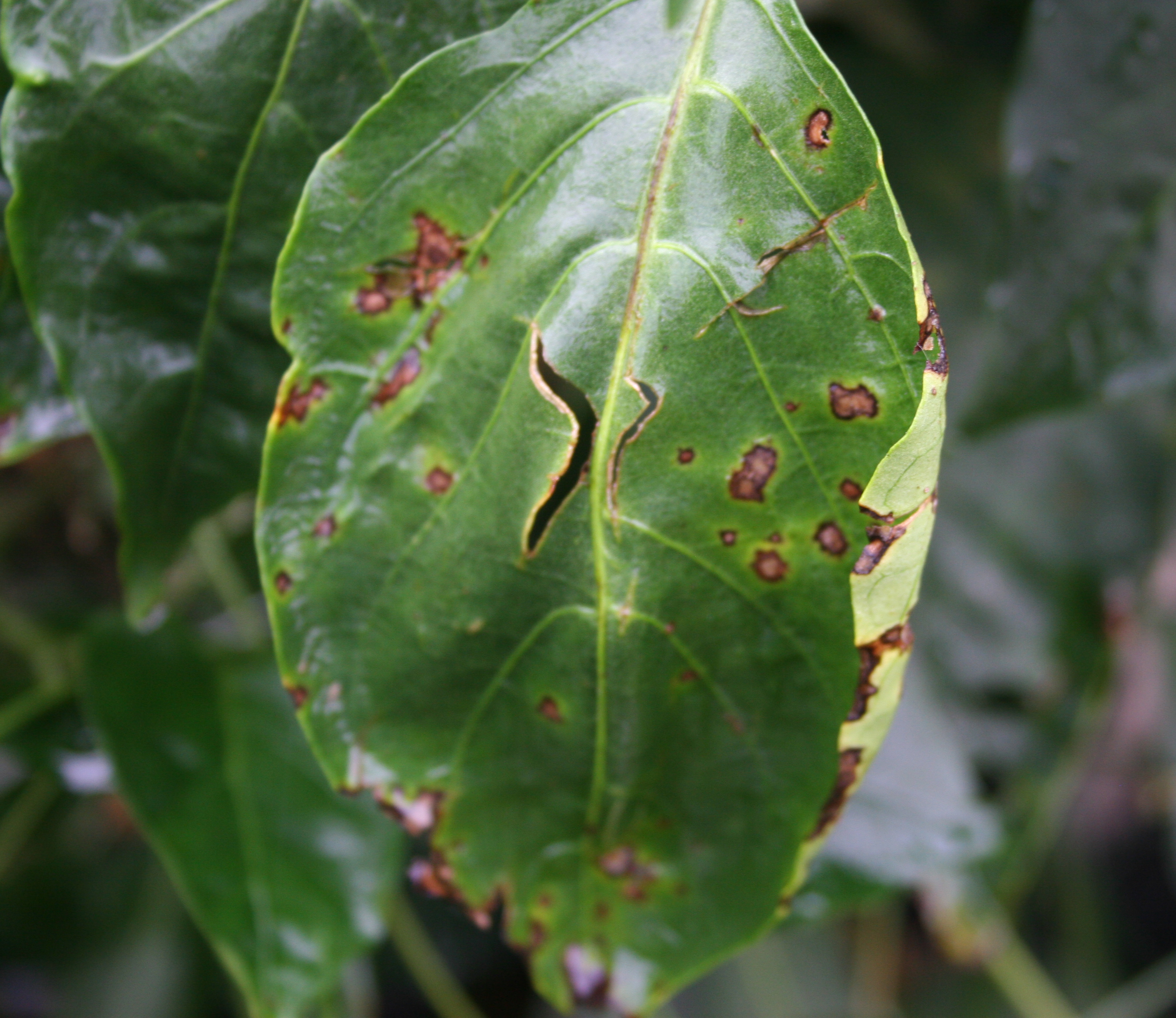 Bacterial spot on bell pepper leaf.