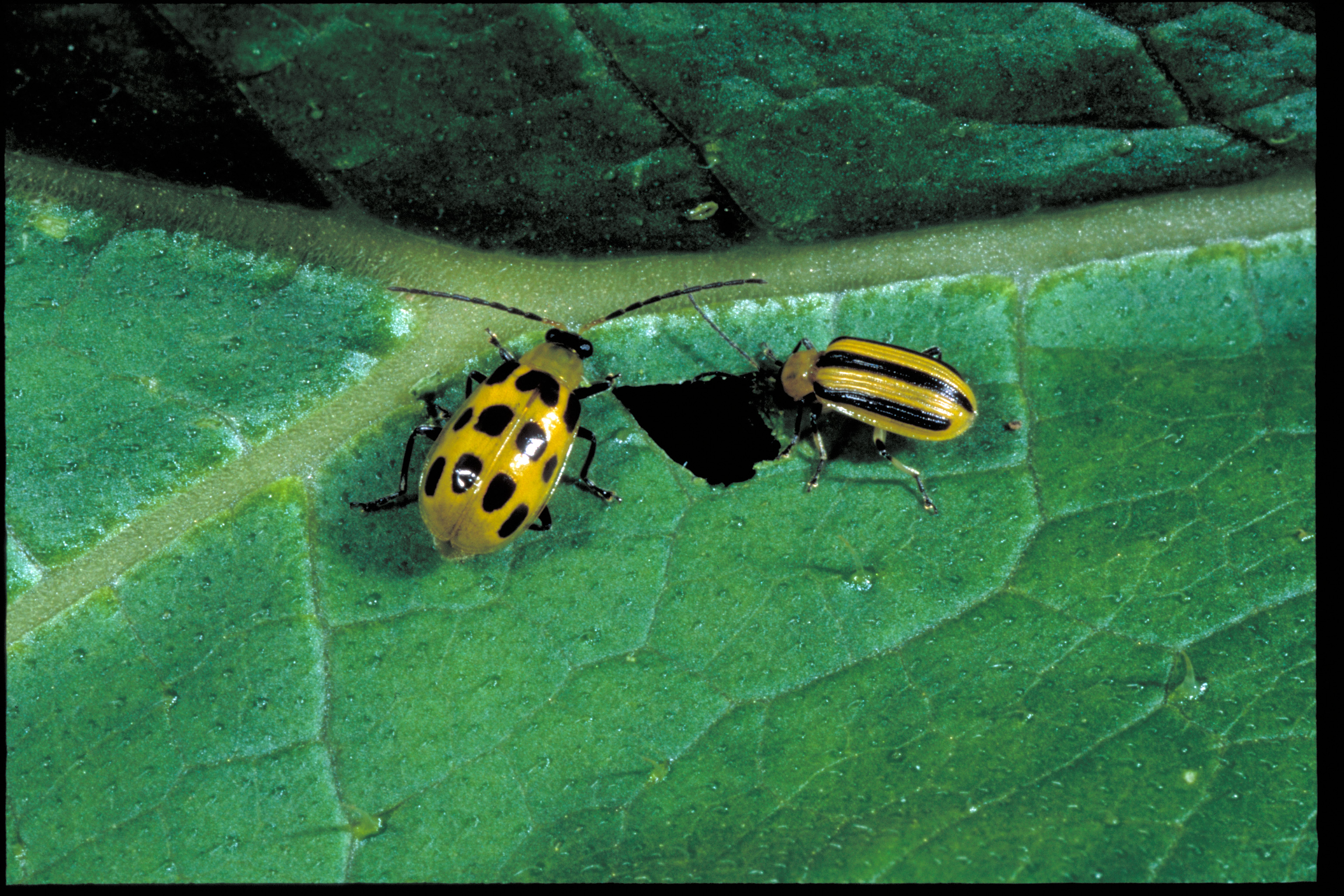 Spotted and striped cucumber beetle adults.