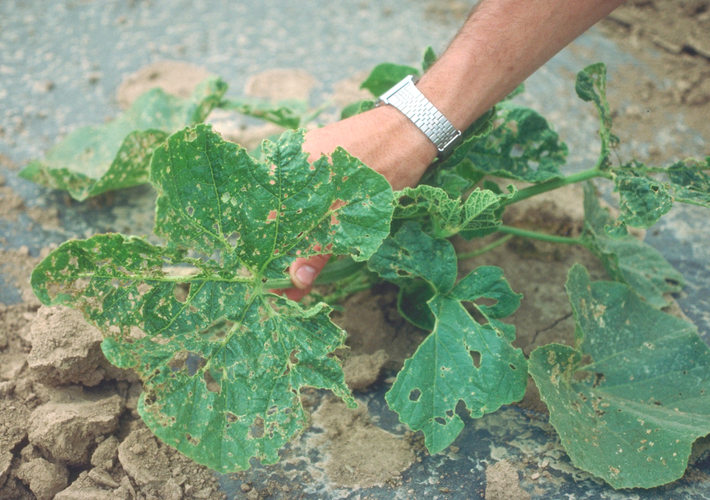 Cucumber beetle damage to leaves.