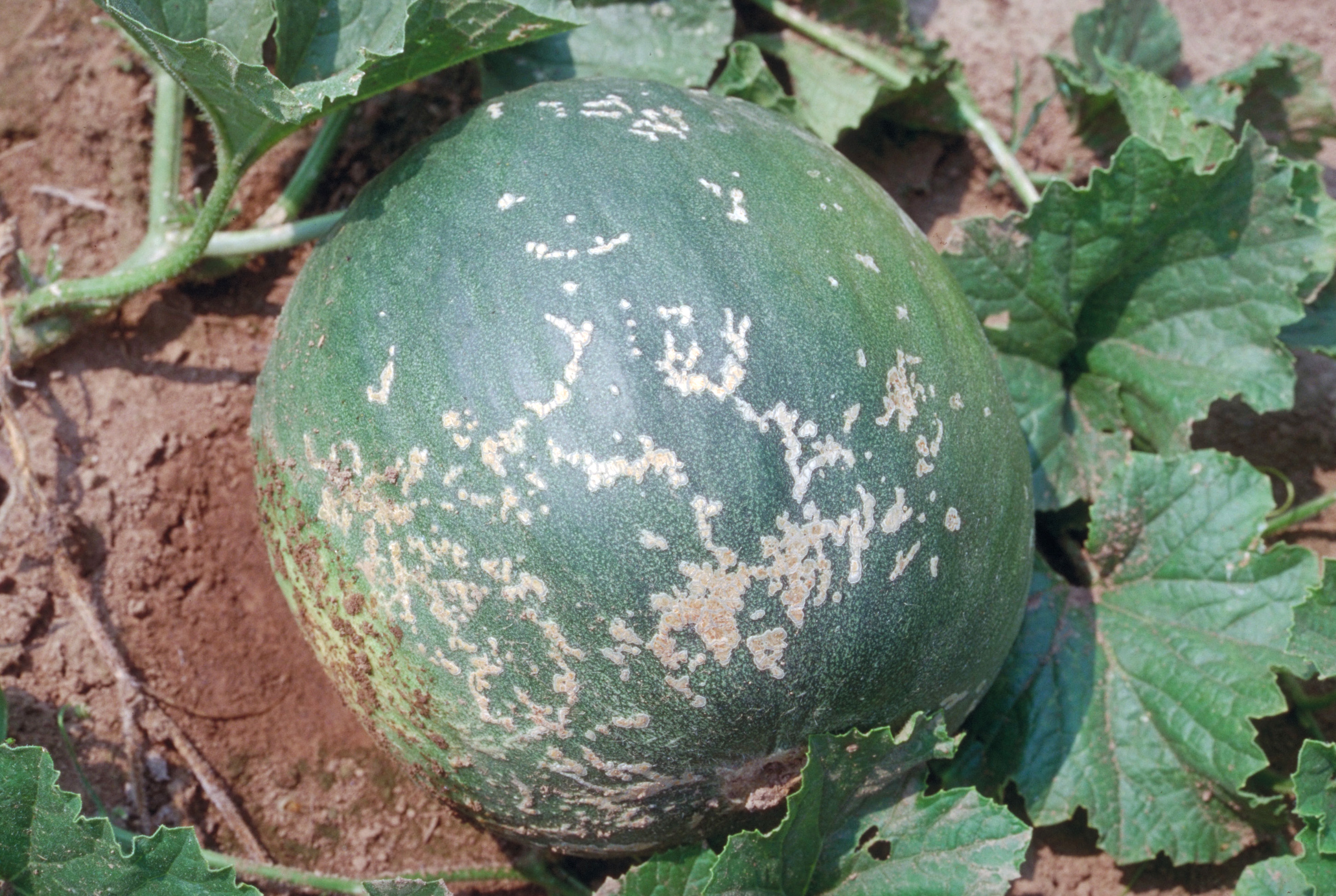 Cucumber beetle damage to melon fruit.