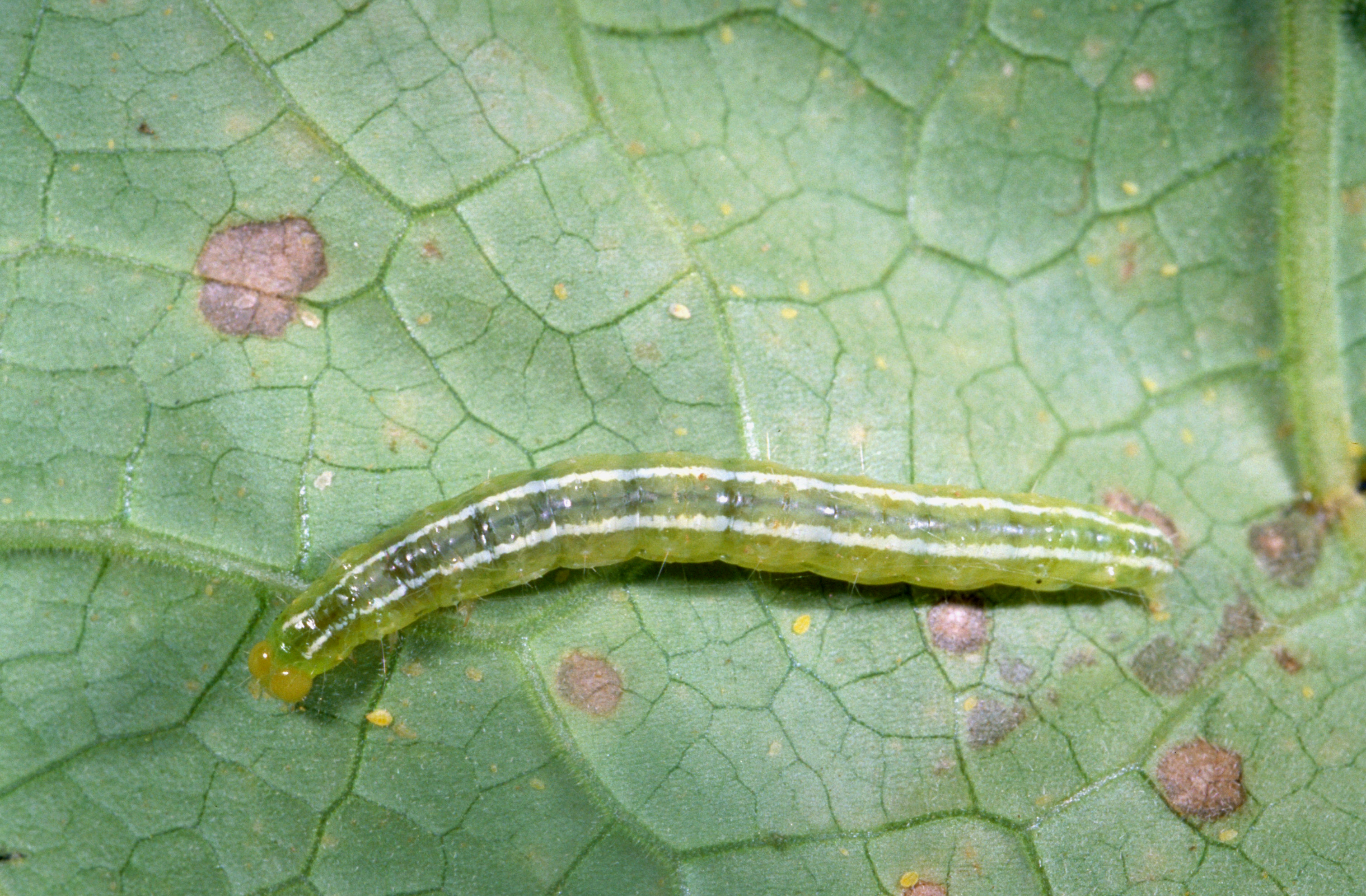 Melonworm larva.