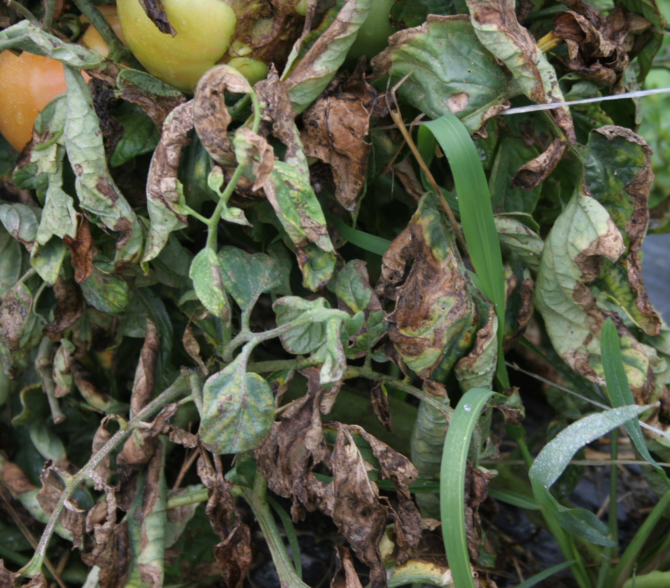 Early blight on tomato foliage in planting.