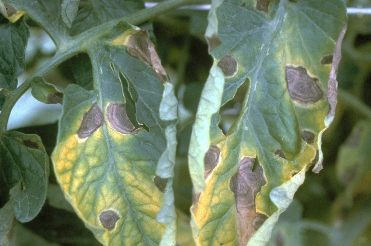 Close-up of early blight lesions.
