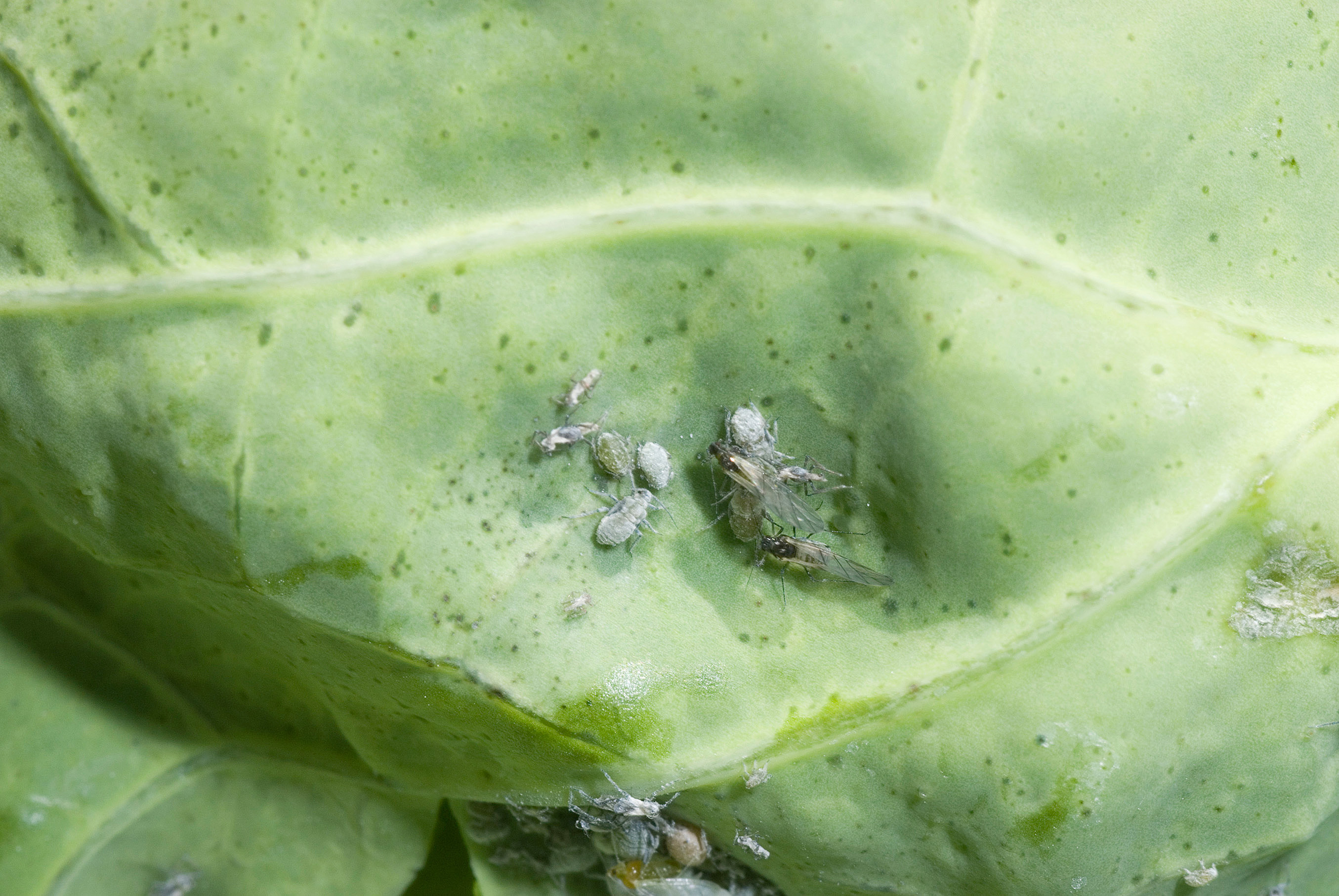 Cabbage aphids