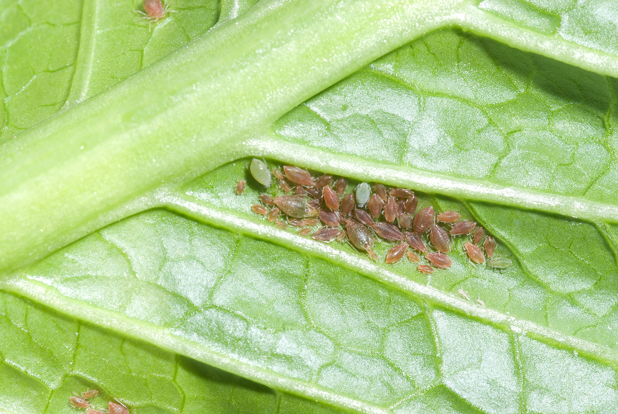 Tobacco aphids