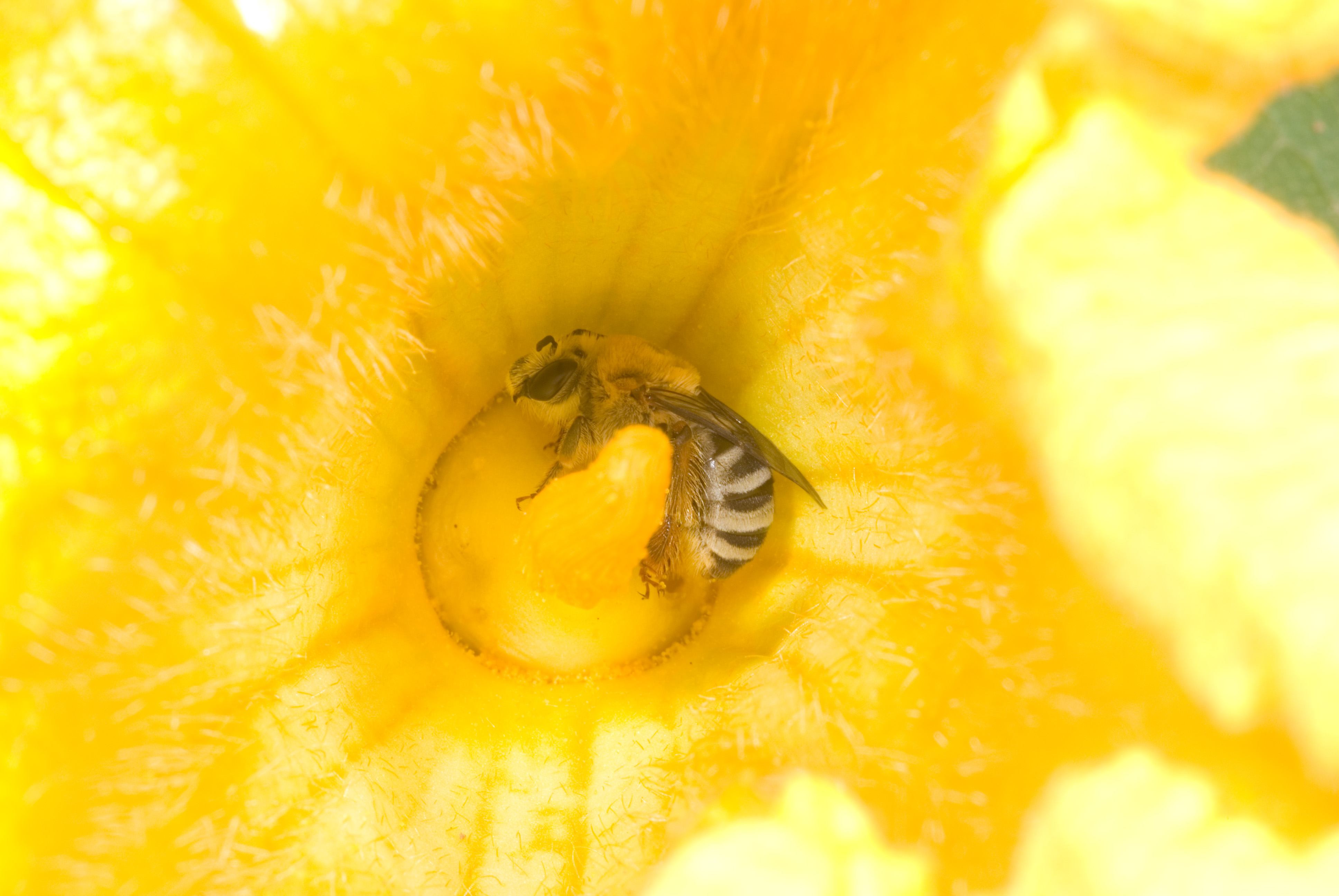 Squash bee in pumpkin flower.