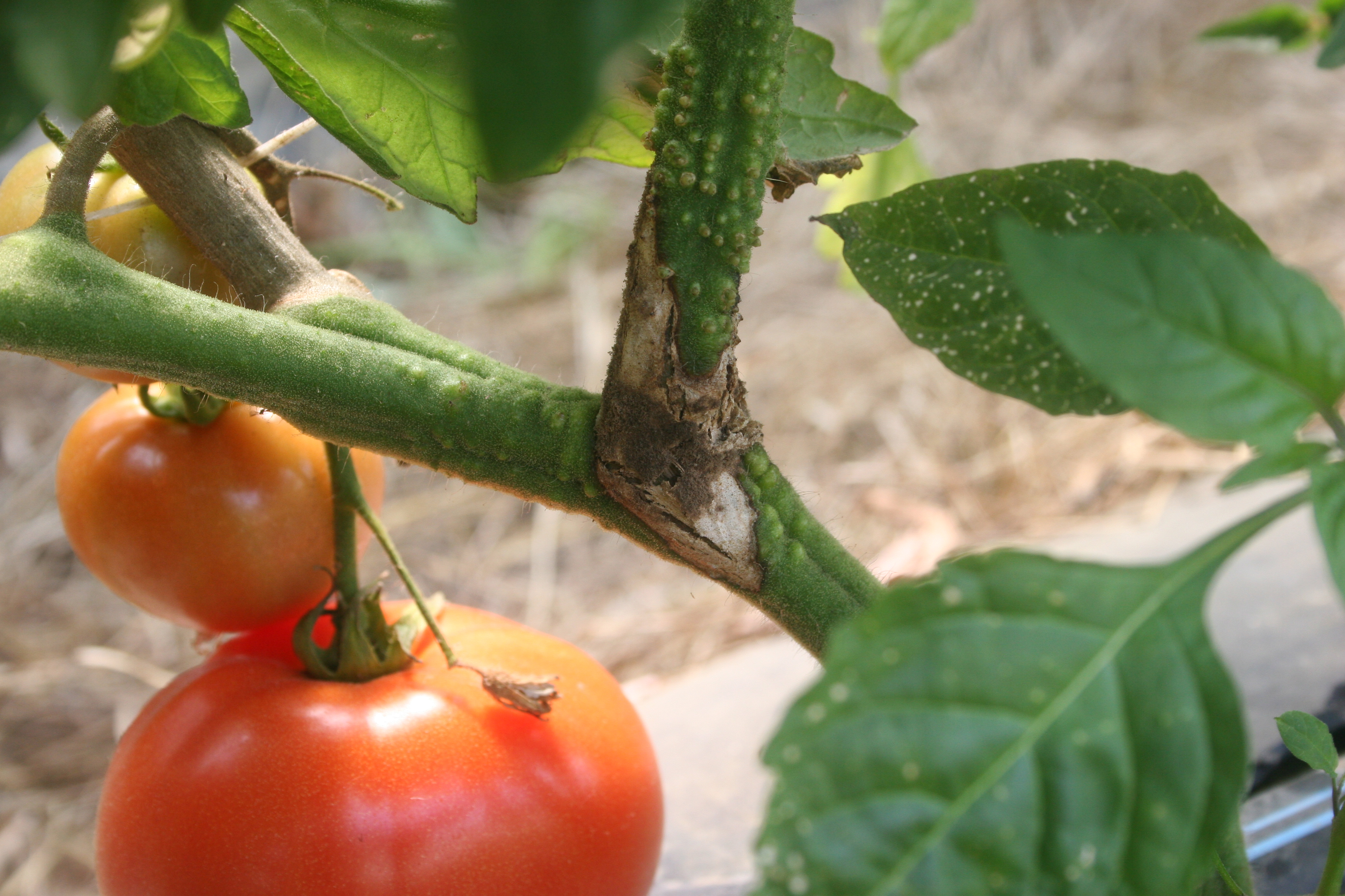 Botrytis gray mold fungus on tomato stem.