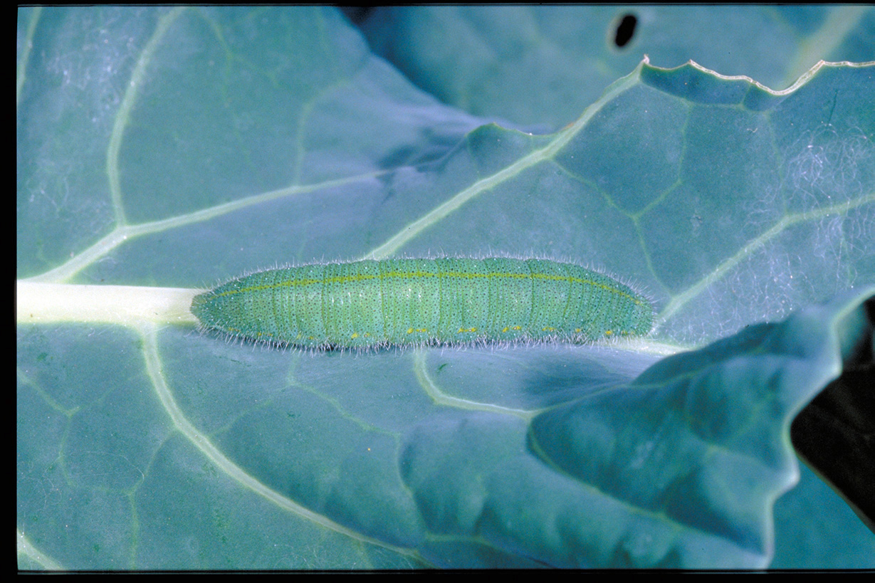 Imported cabbageworm
