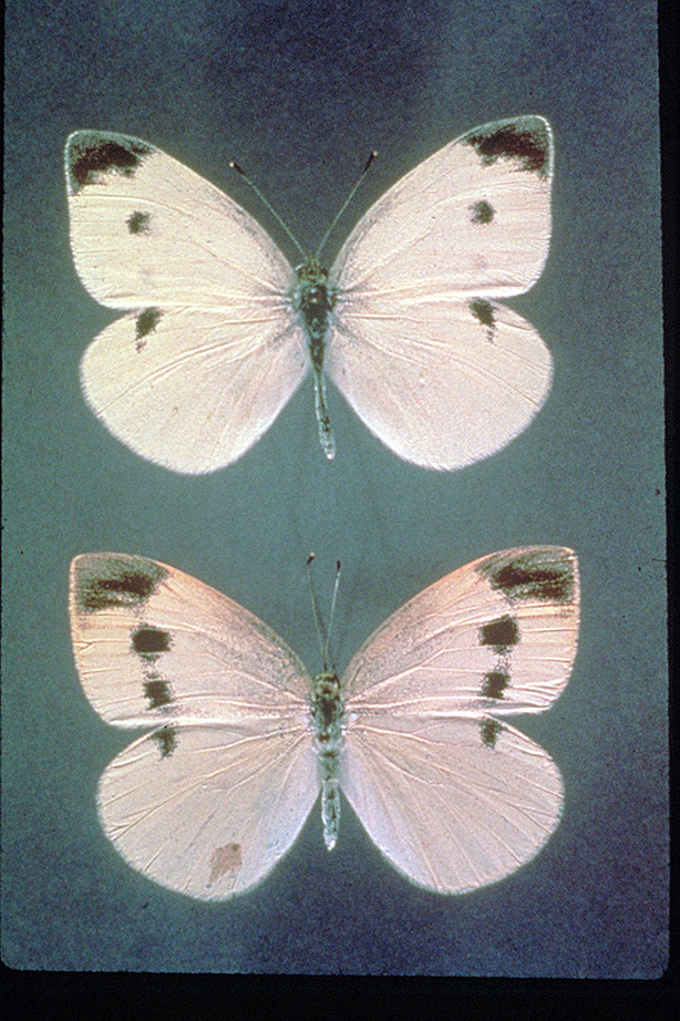 Imported cabbage moth
