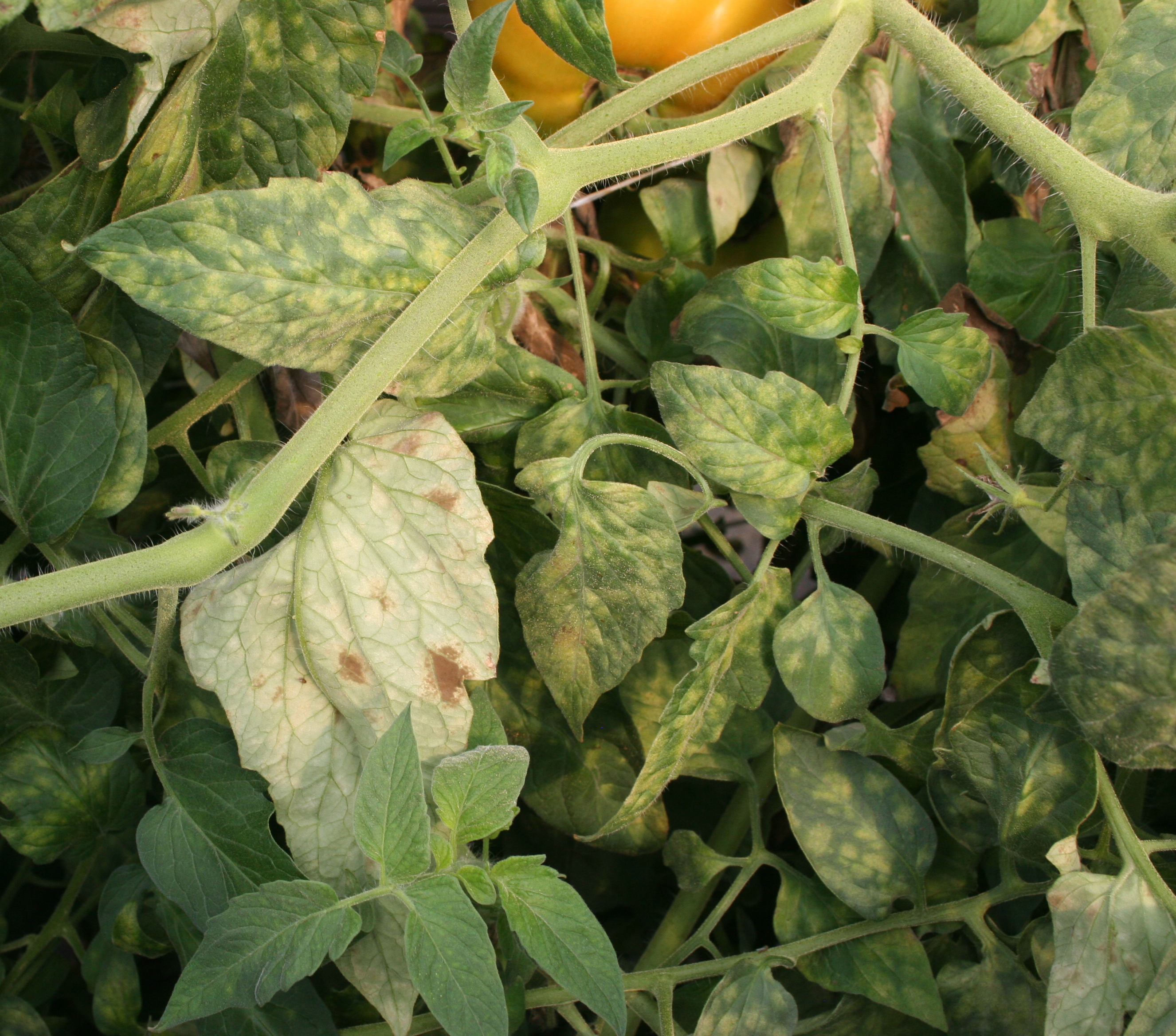 Leaf mold on tomato foliage.