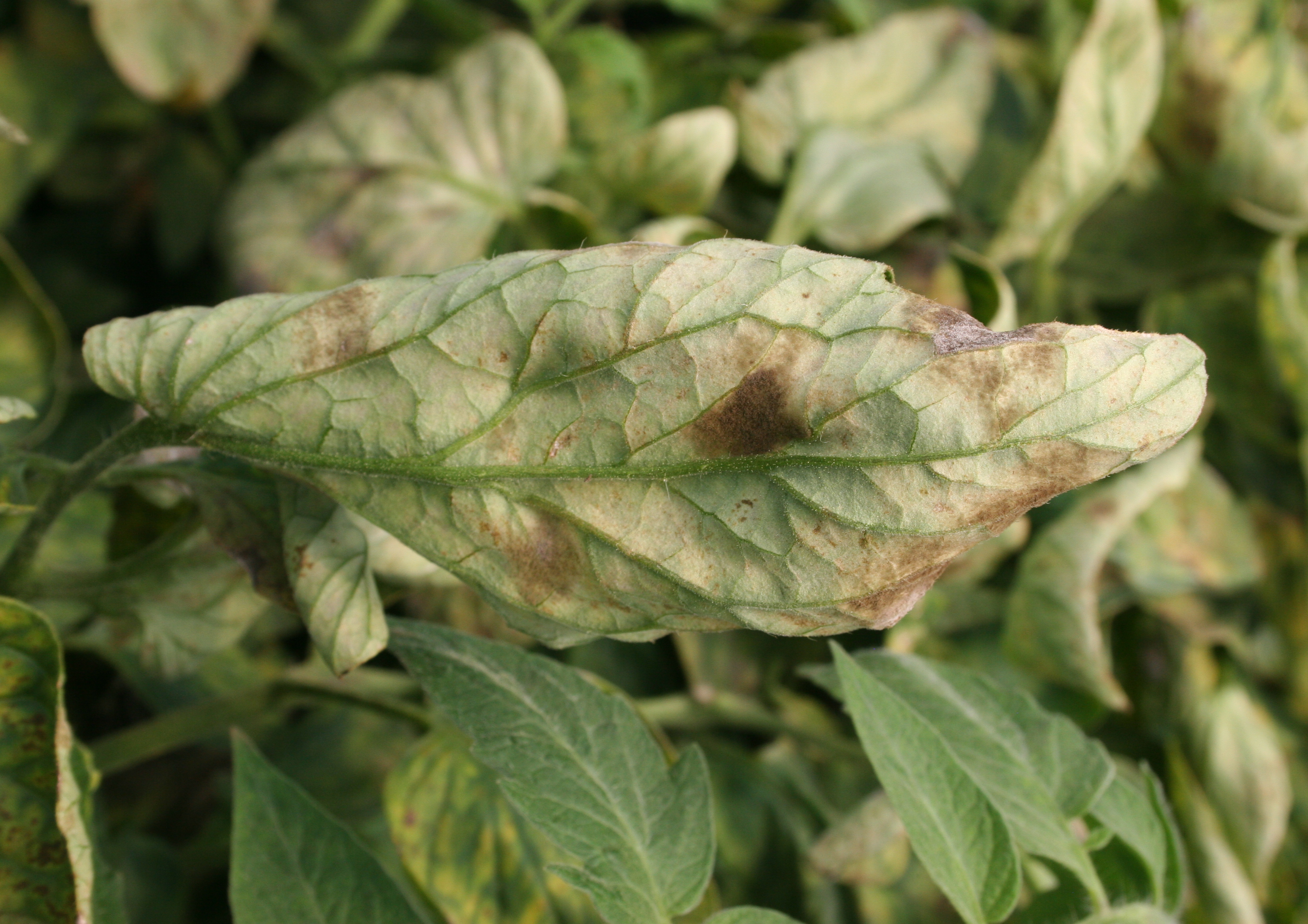 Leaf mold pathogen sporulation.