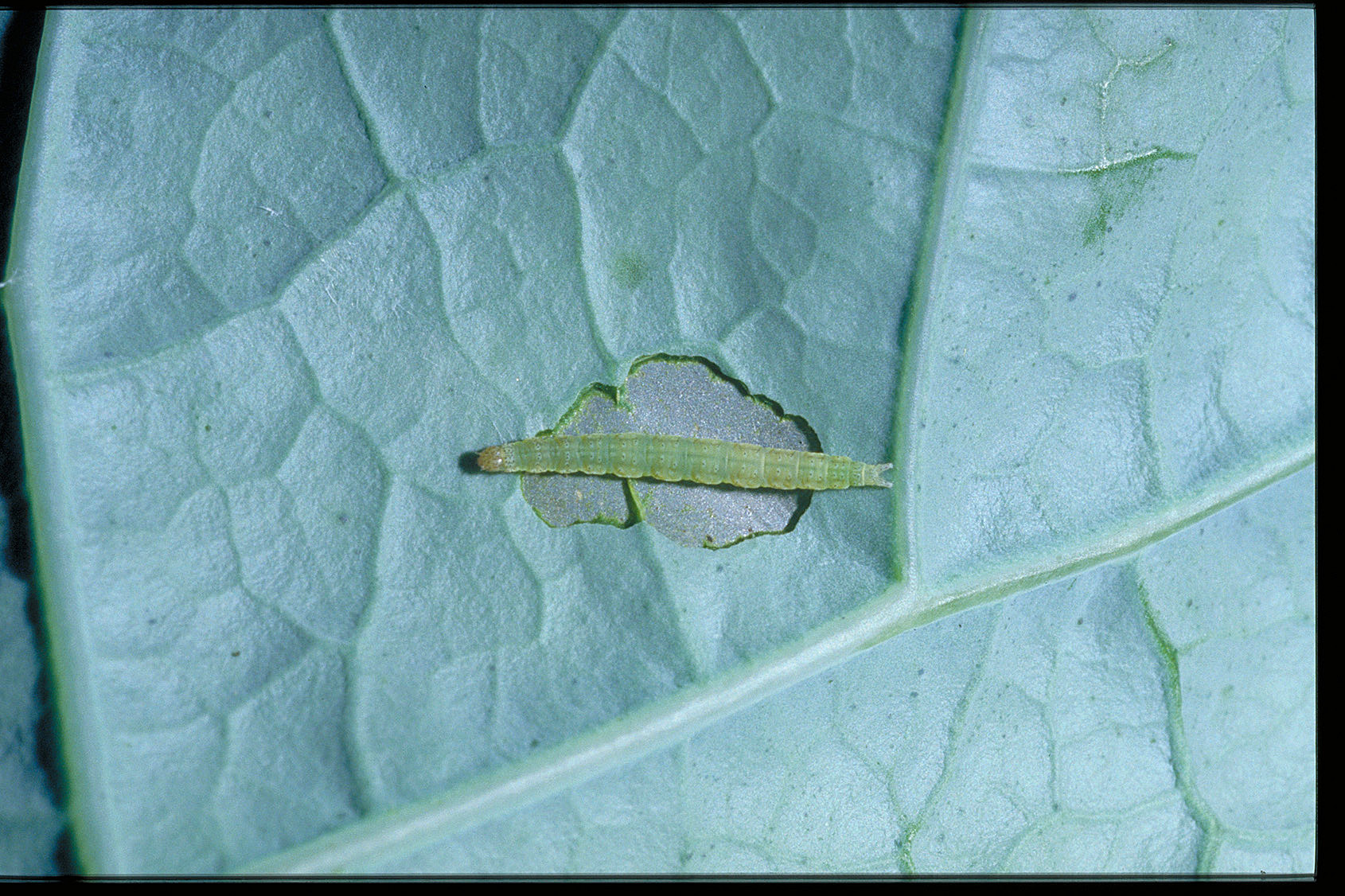 Diamondback moth caterpillar