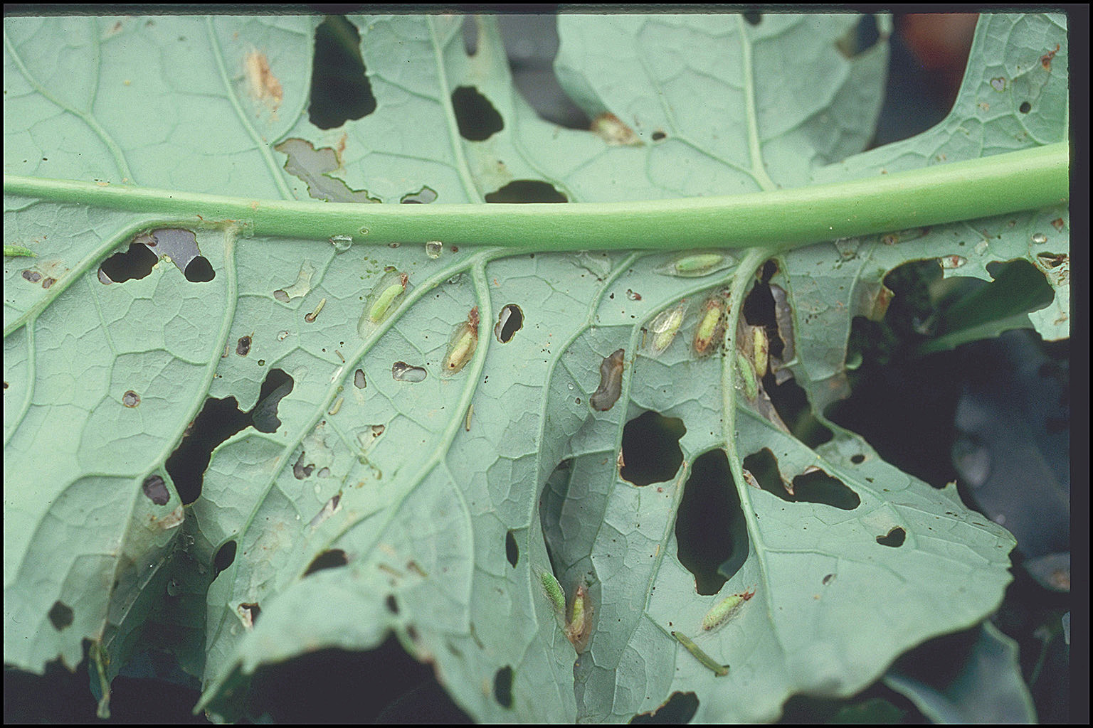 Diamondback moth pupae