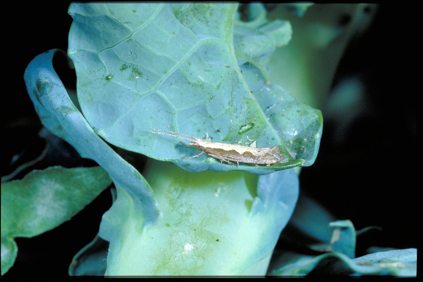 Diamondback moth