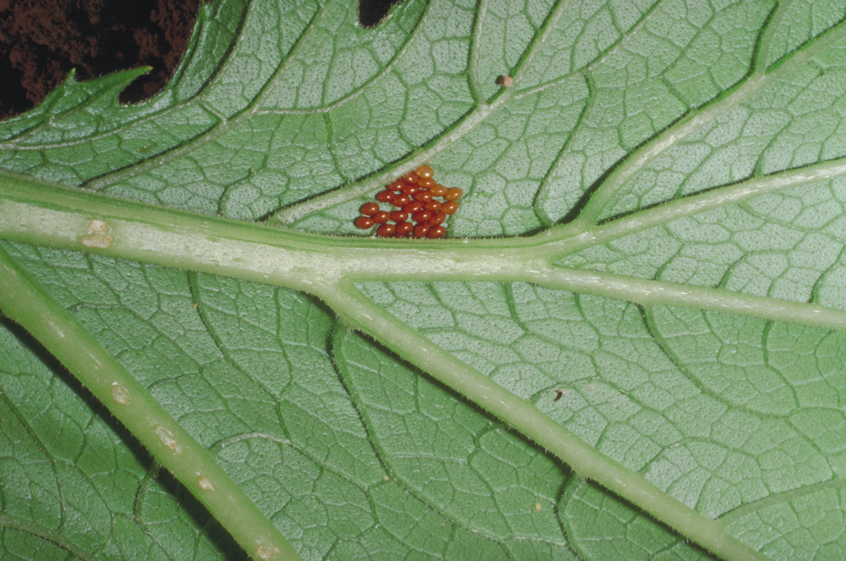 Squash bug eggs.