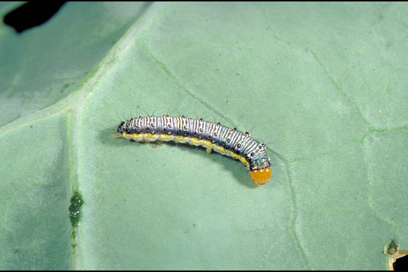 Cross-striped cabbageworm
