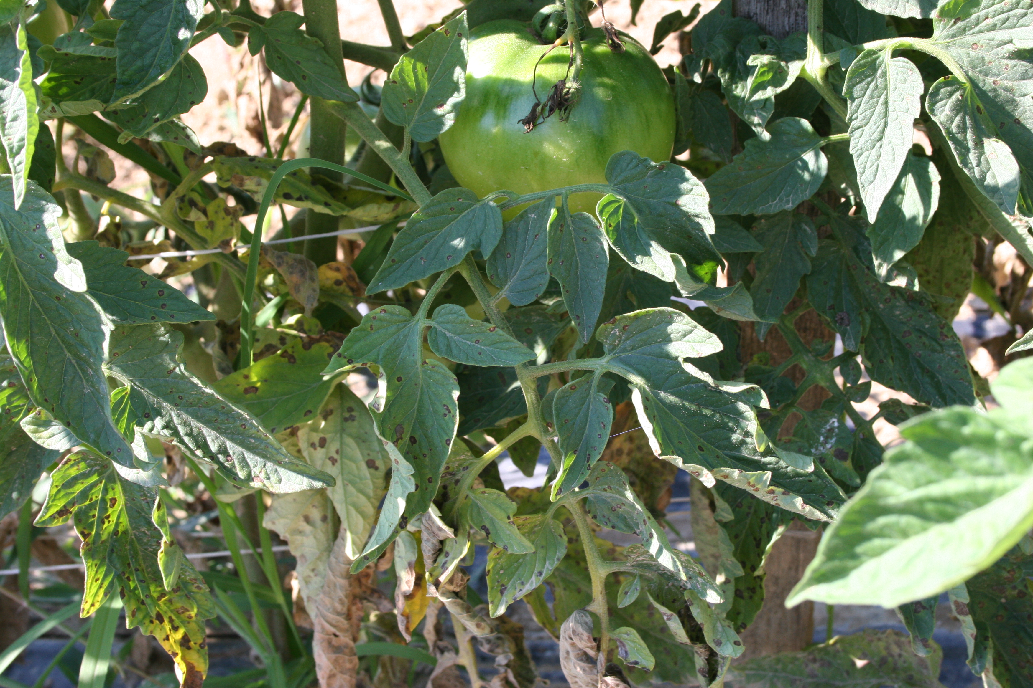 Septoria leaf spot on tomato foliage in planting.