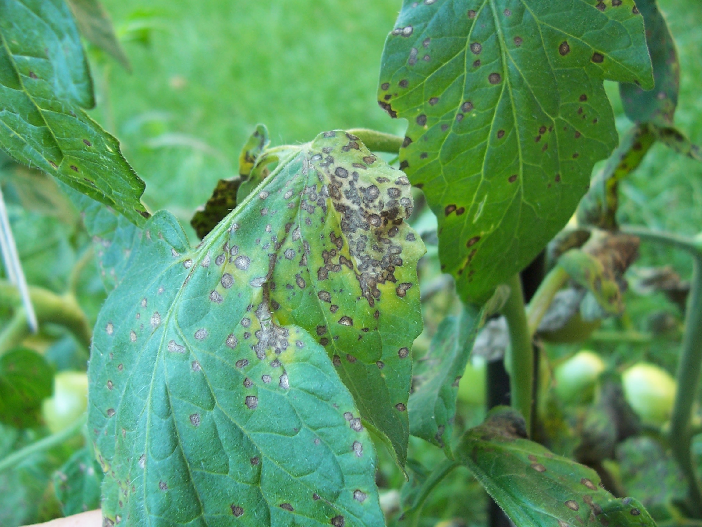 Close-up of Septoria leaf spot.